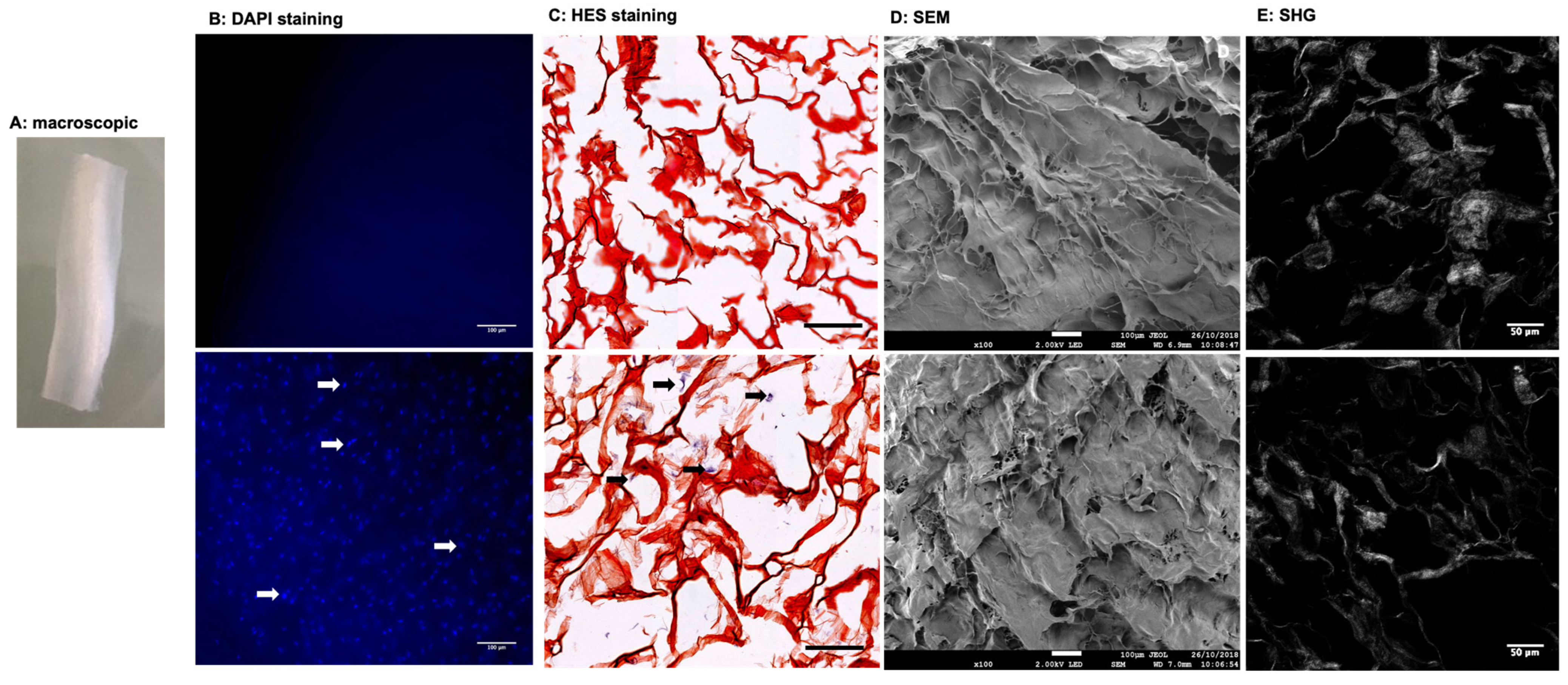 Biomedicines 10 00227 g001