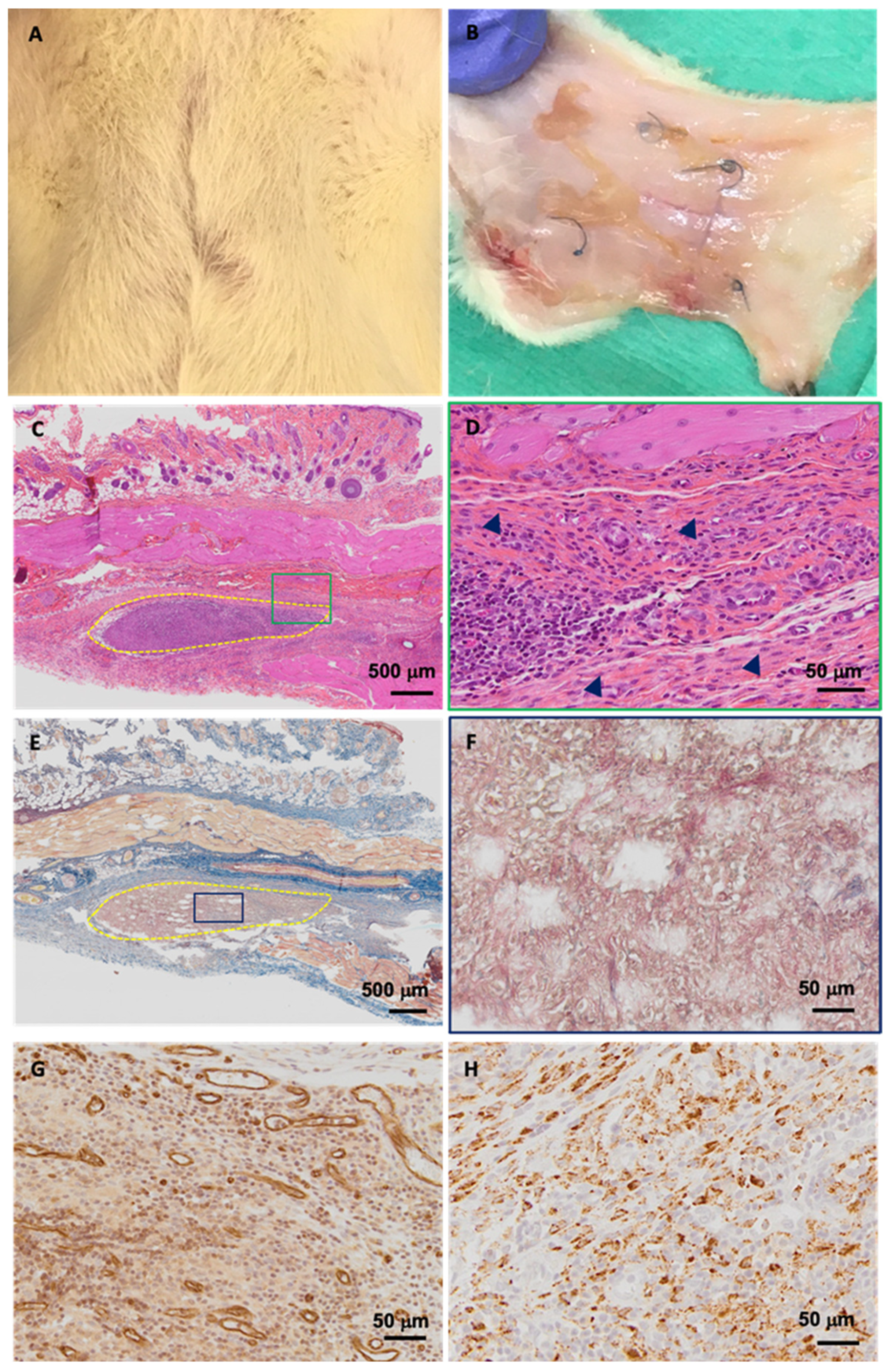 Biomedicines 10 00227 g007