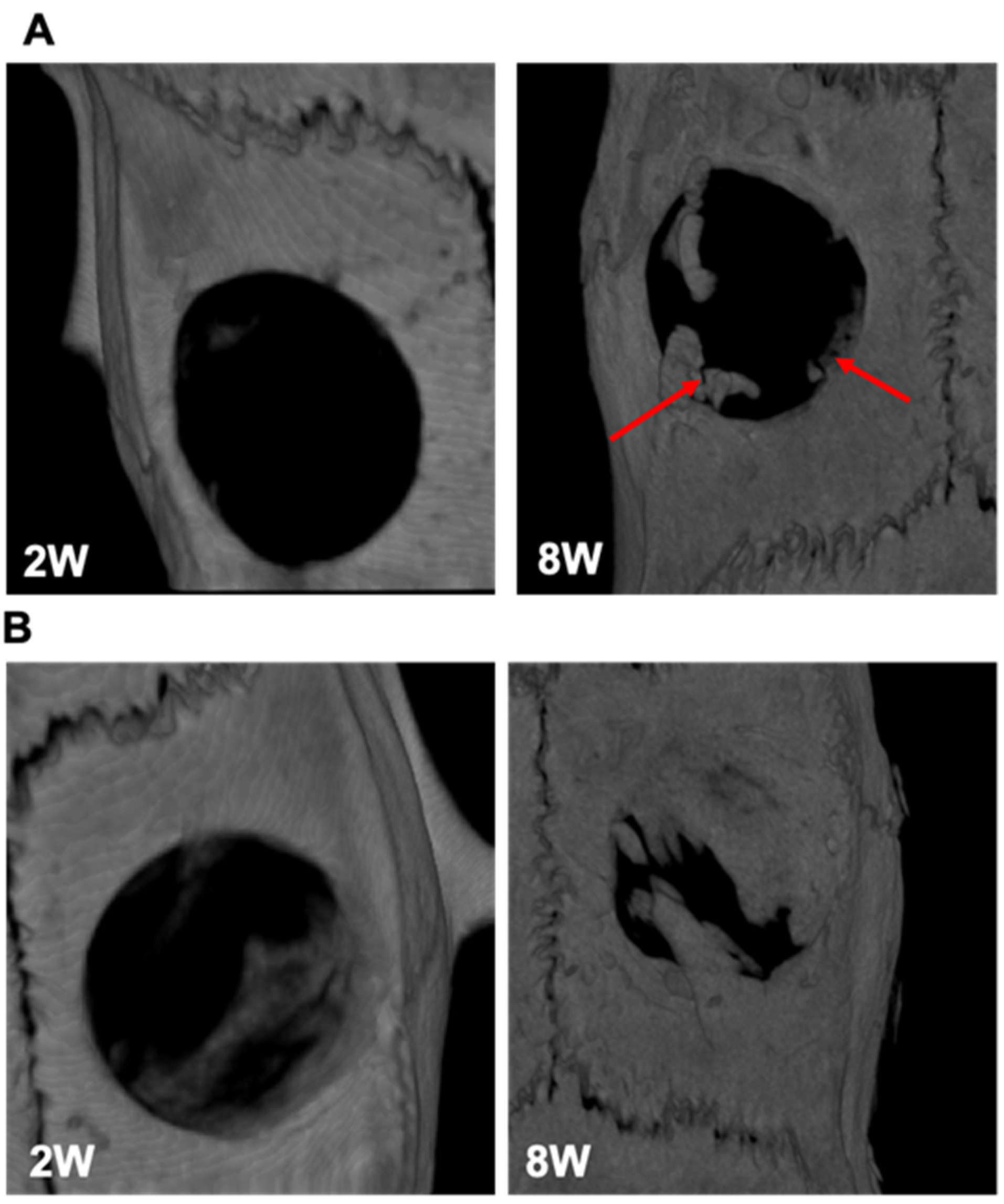 Biomedicines 10 00227 g008