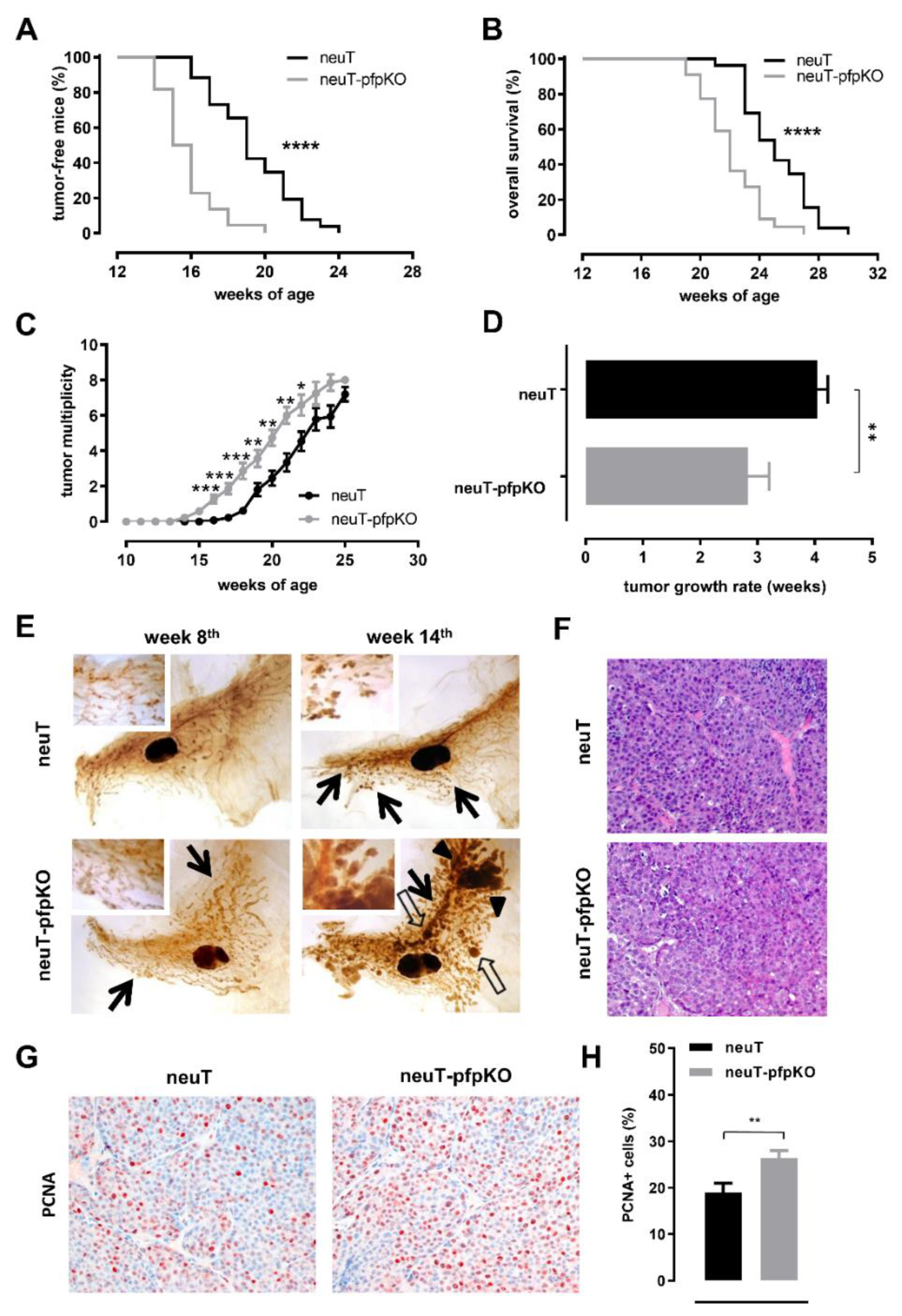 Biomedicines 10 00230 g004 550