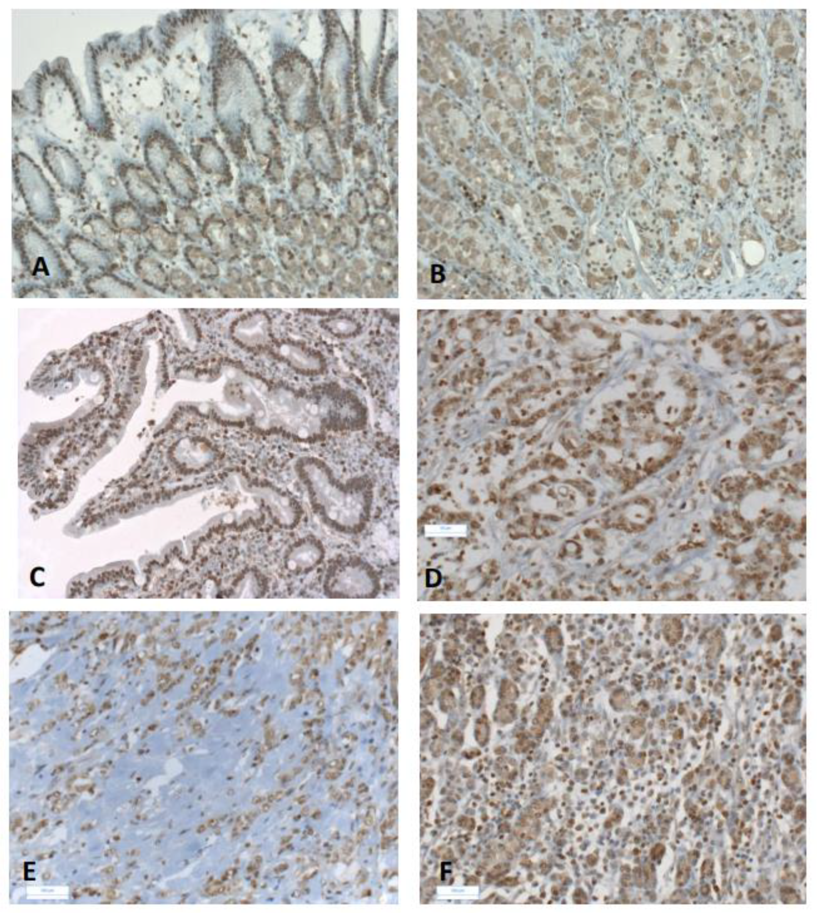 Biomedicines 10 00240 g001 550