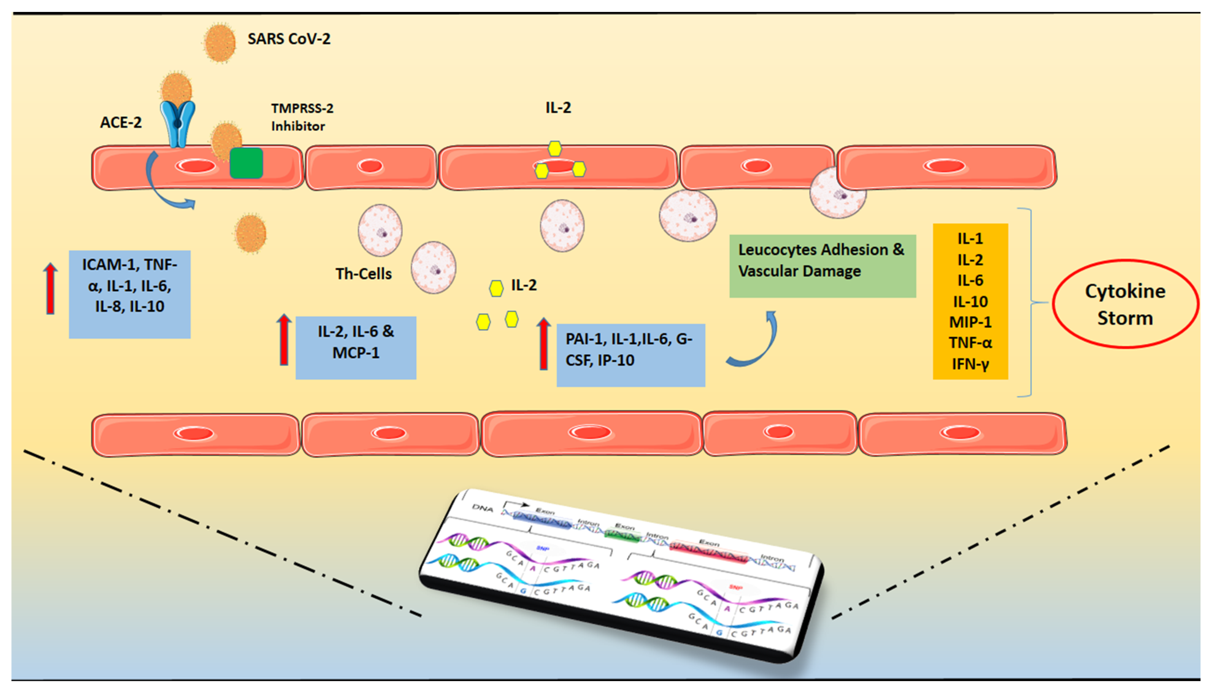 Critical Role for Monocyte Chemoattractant Protein-1 and Macrophage  Inflammatory Protein-1α in Induction of Experimental Autoimmune Myocarditis  and Effective Anti–Monocyte Chemoattractant Protein-1 Gene Therapy