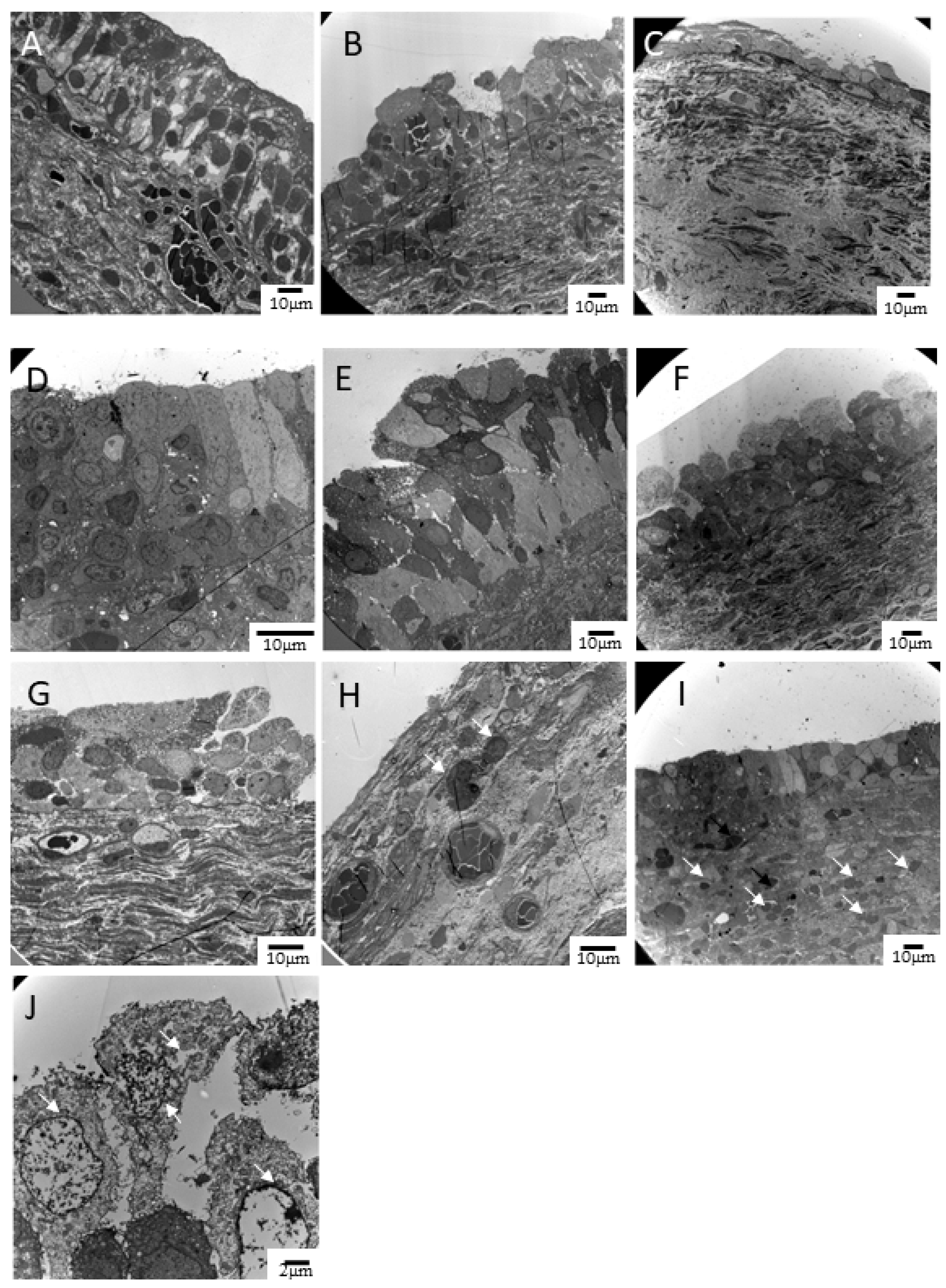 Biomedicines 10 00245 g001 550