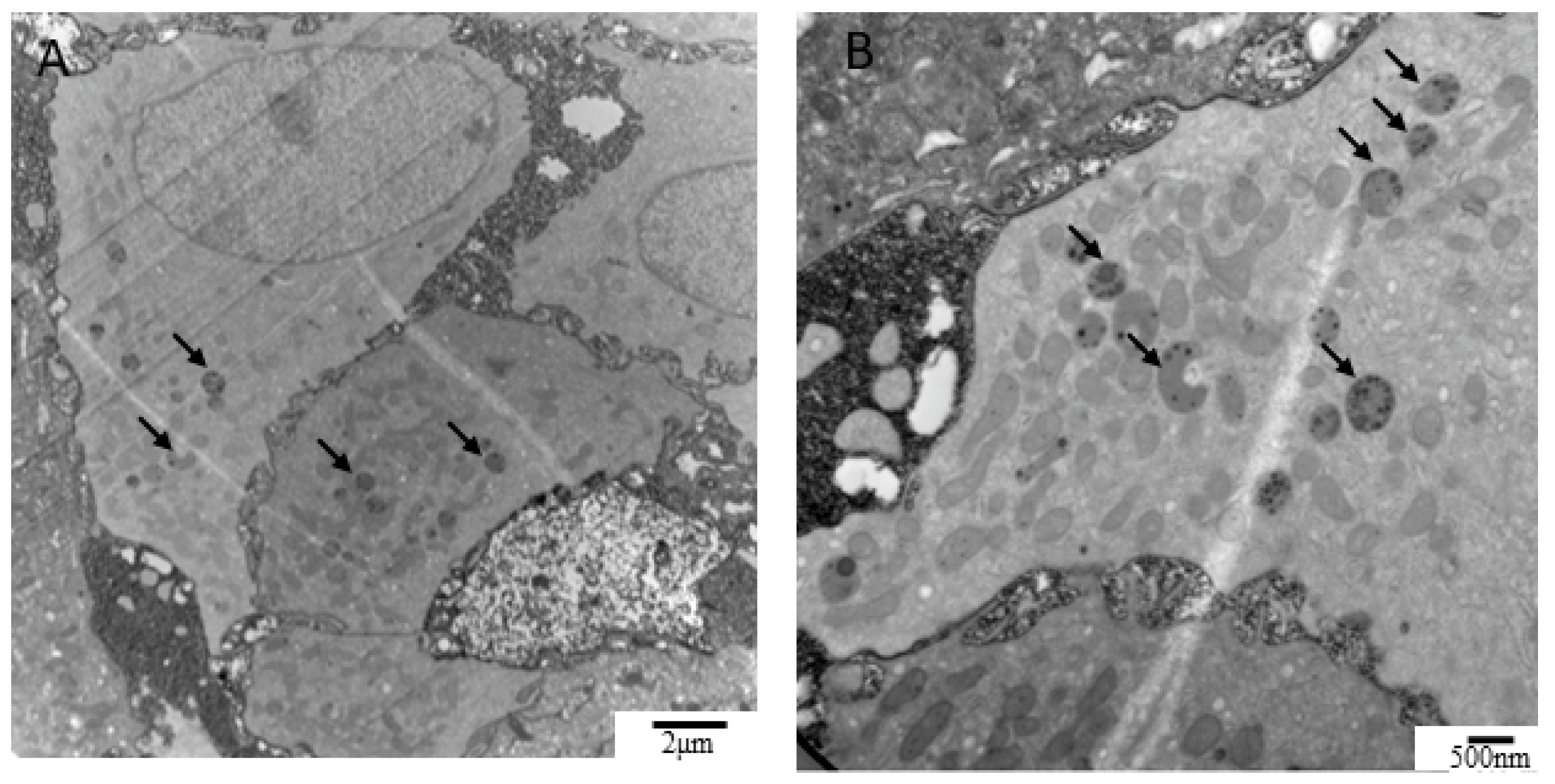 Biomedicines 10 00245 g003 550