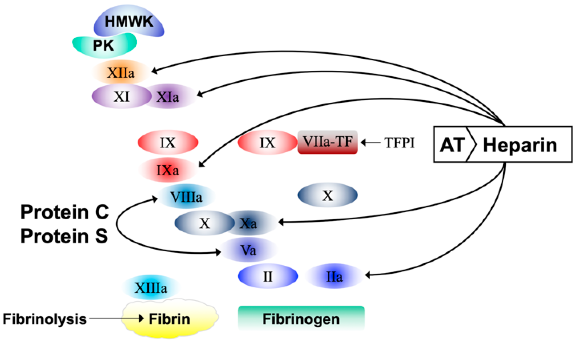 Biomedicines 10 00249 g001 550