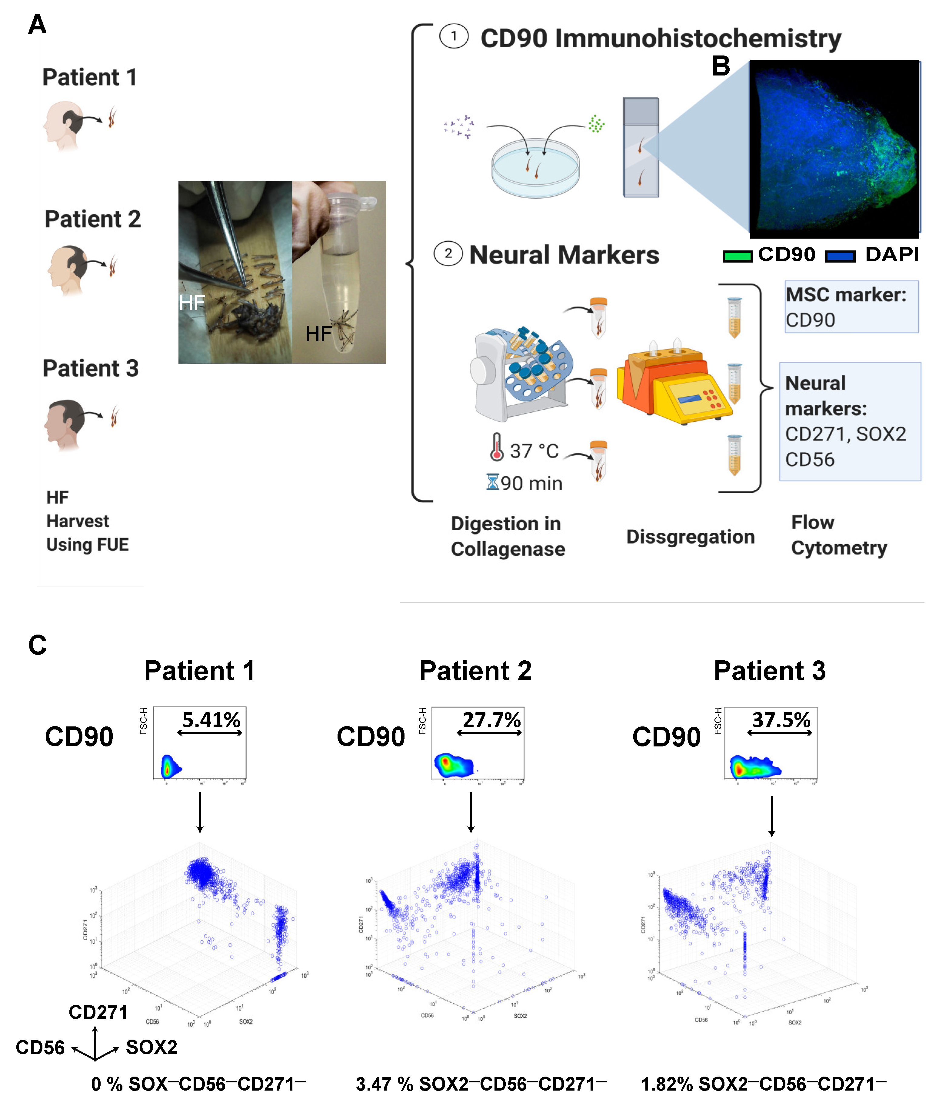 Biomedicines 10 00253 g001