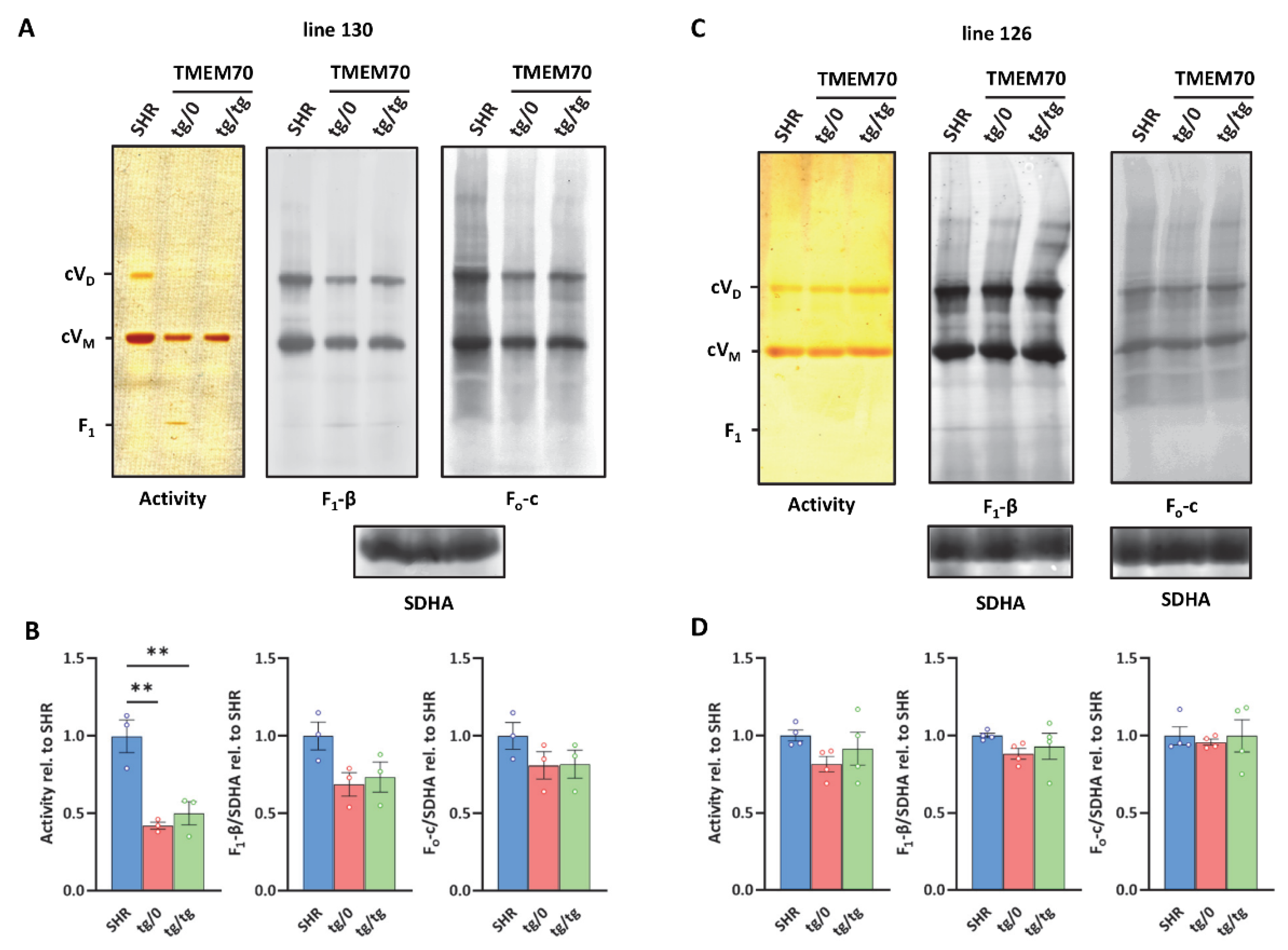 Biomedicines 10 00276 g009 Biomedicines 10 00276 g009