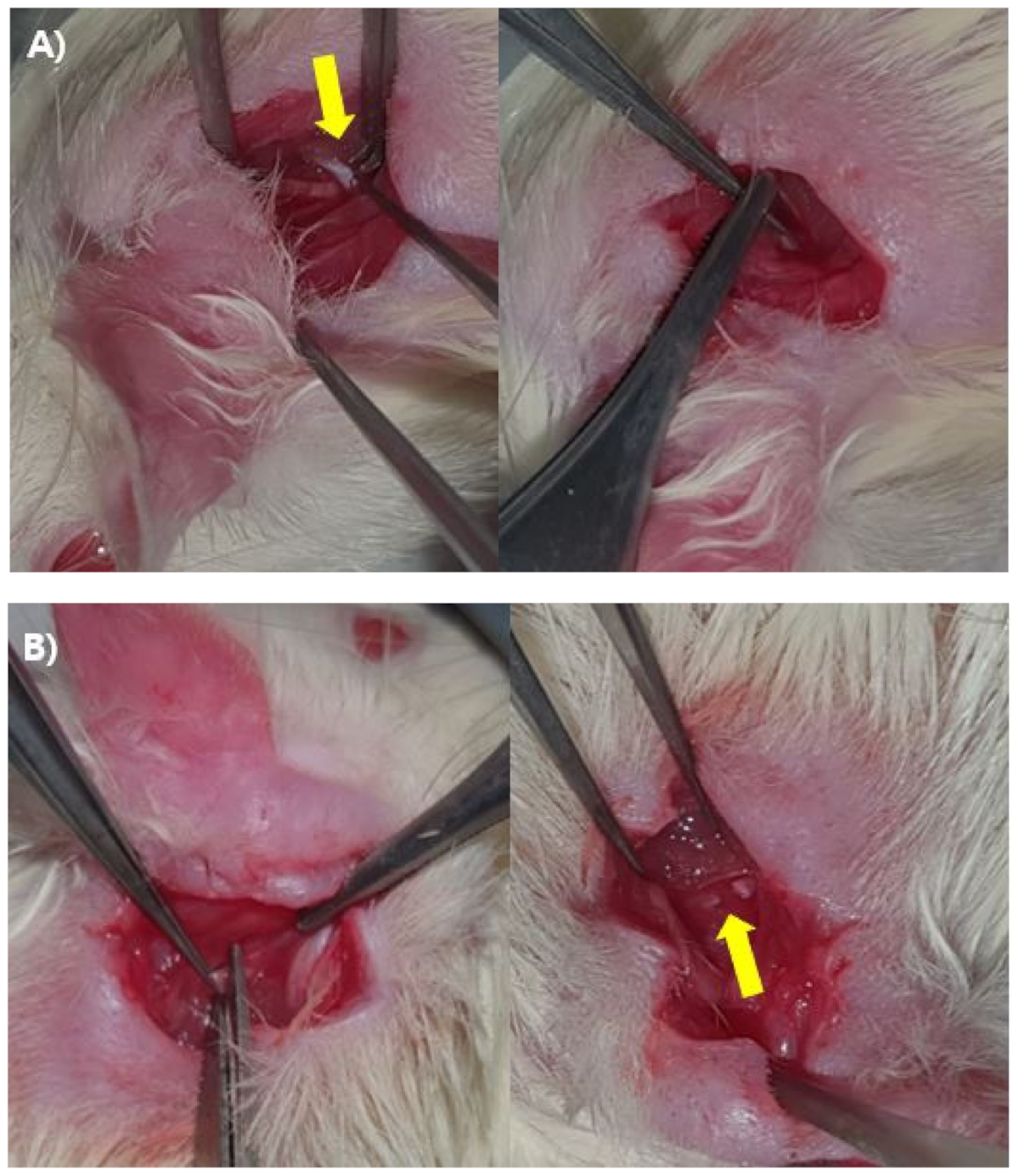 Biomedicines 10 00291 g002