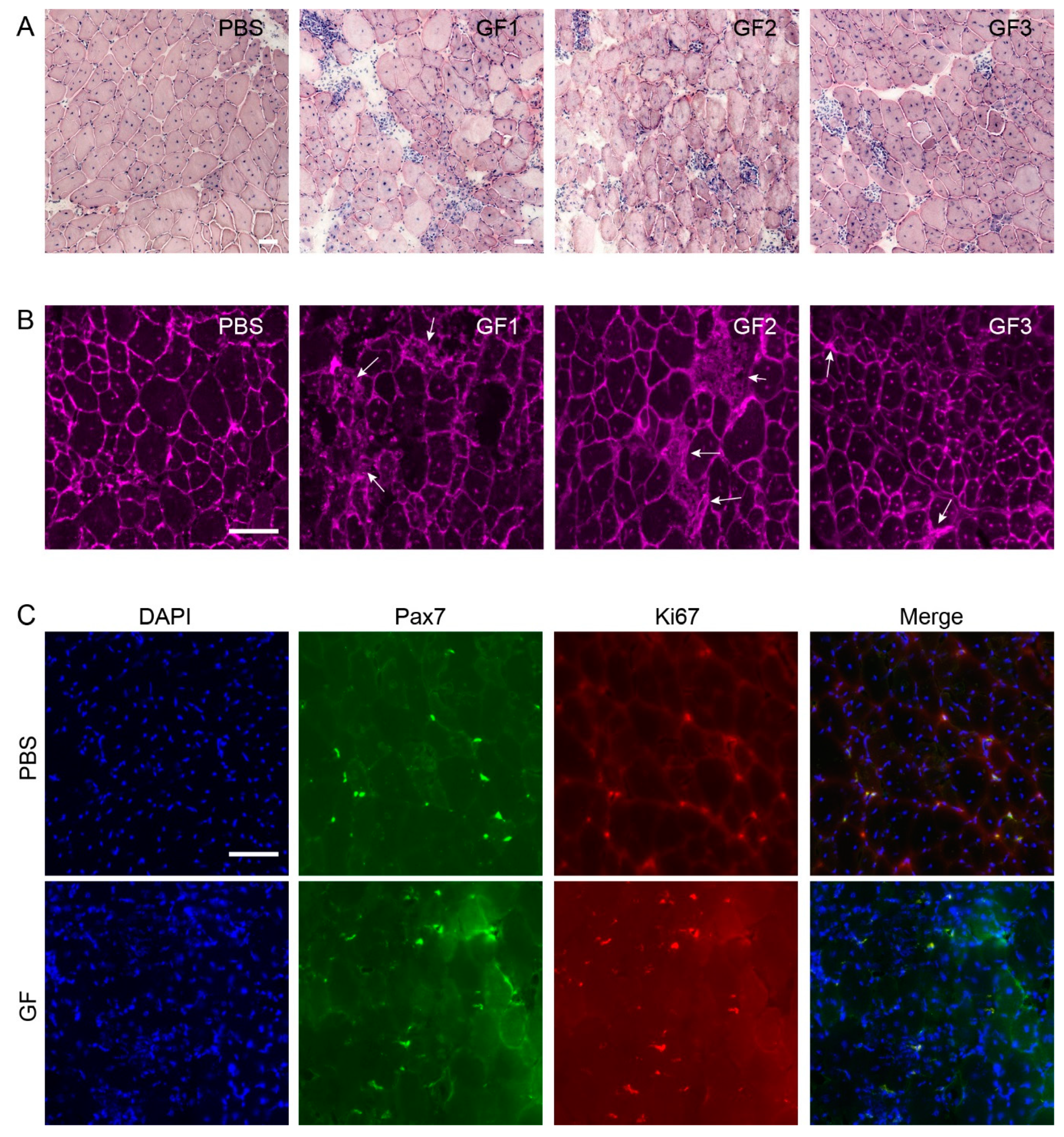 Biomedicines 10 00304 g007