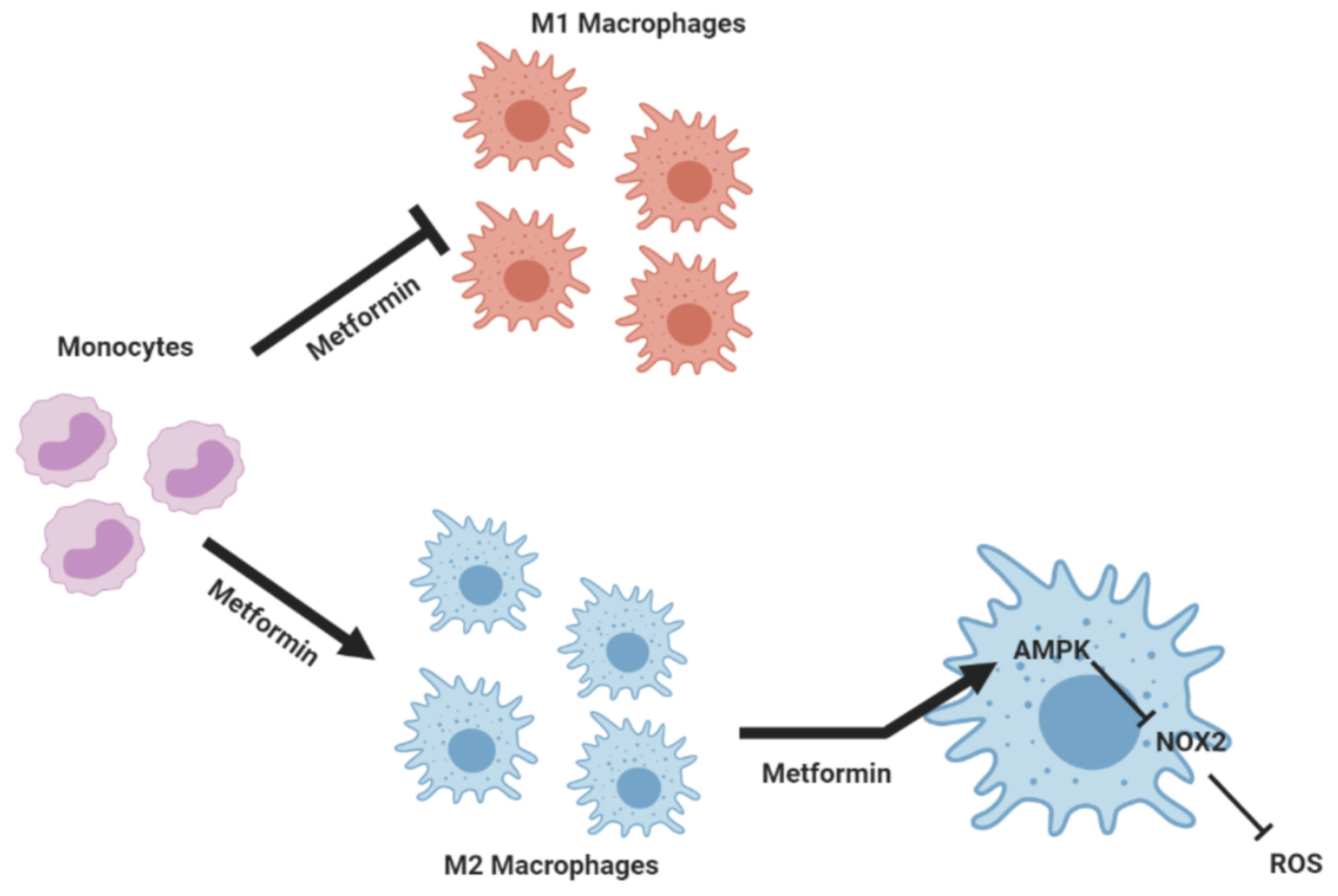 Biomedicines 10 00319 g008 550