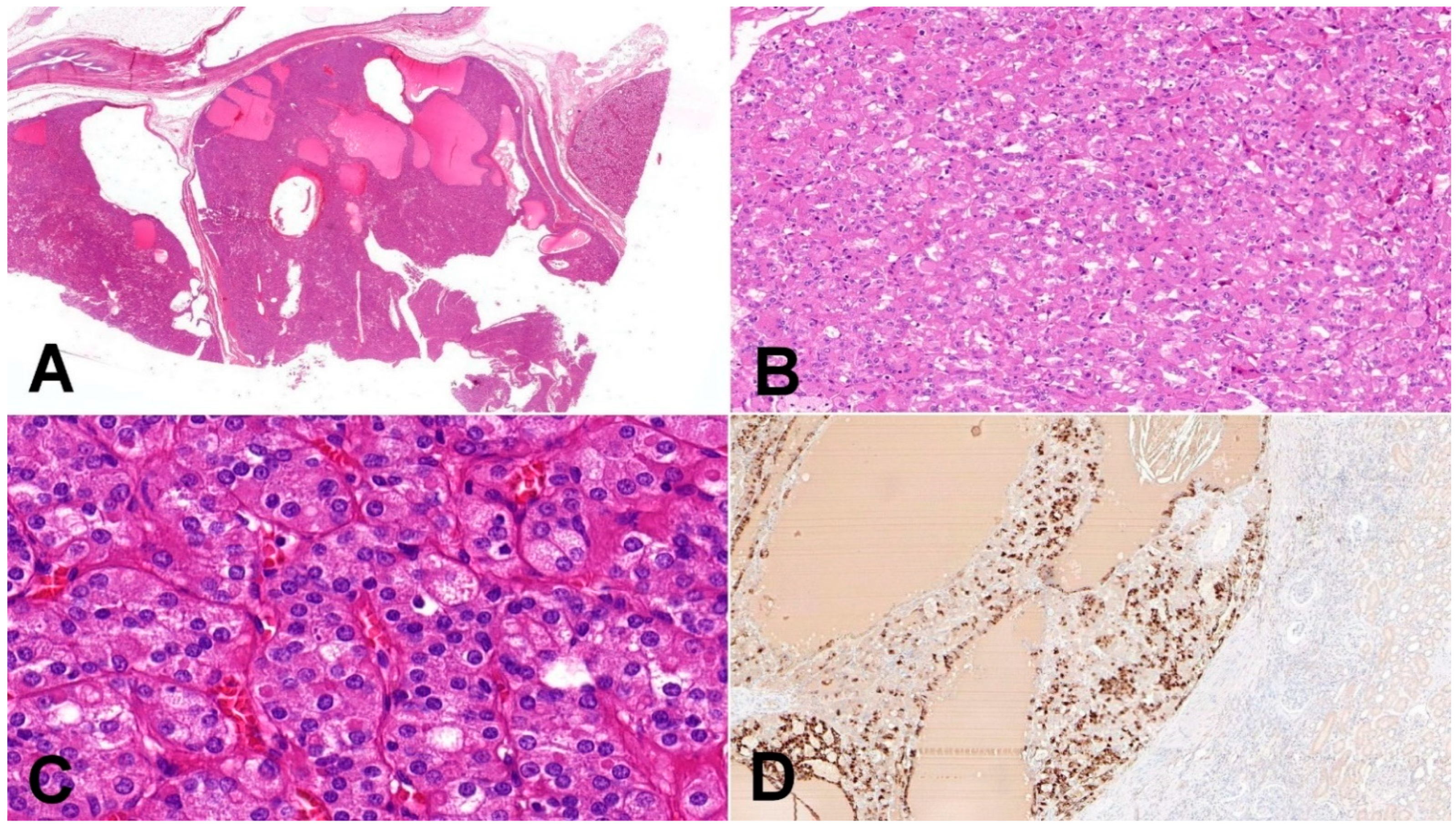 Biomedicines 10 00322 g001 550