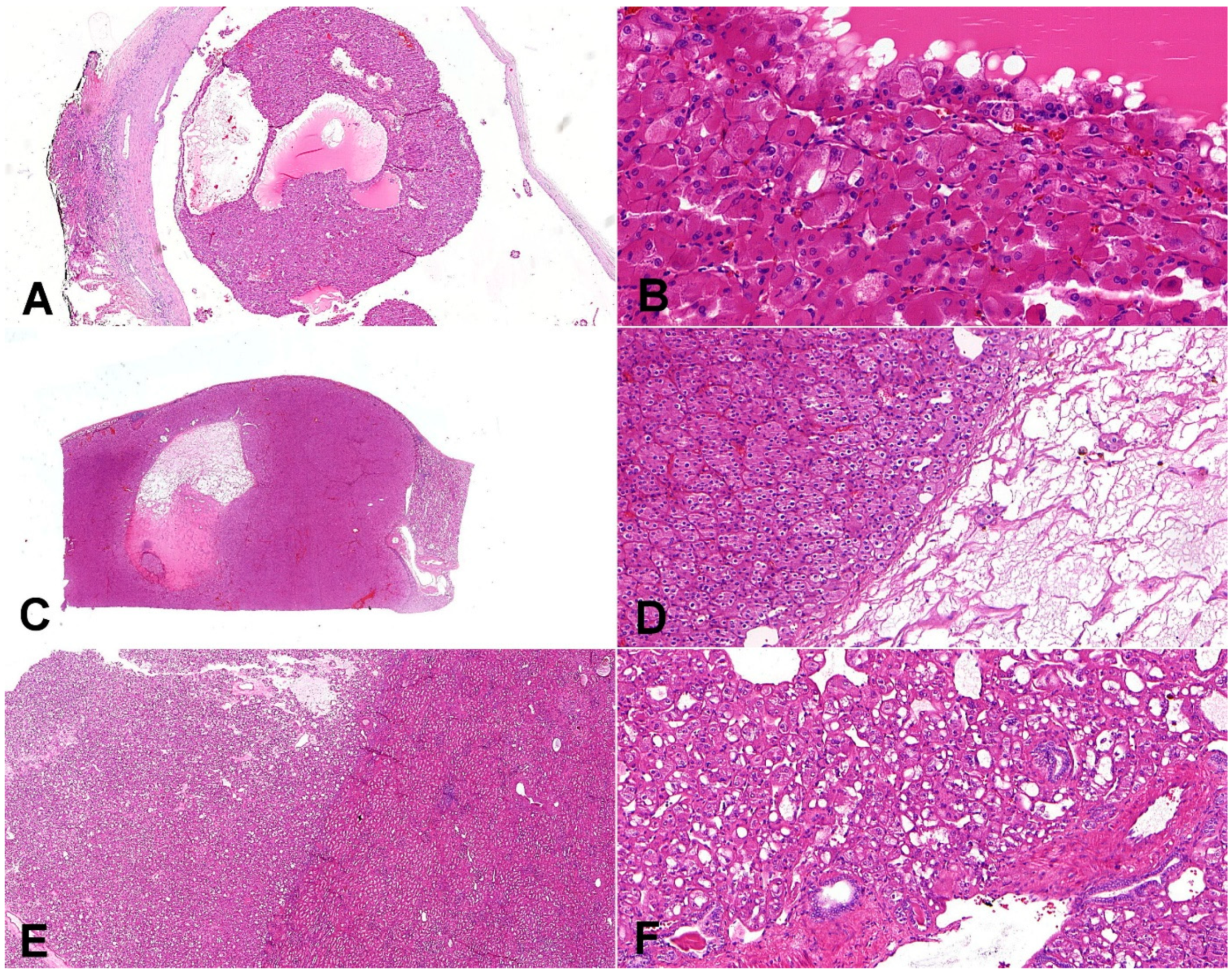 Biomedicines 10 00322 g004 550