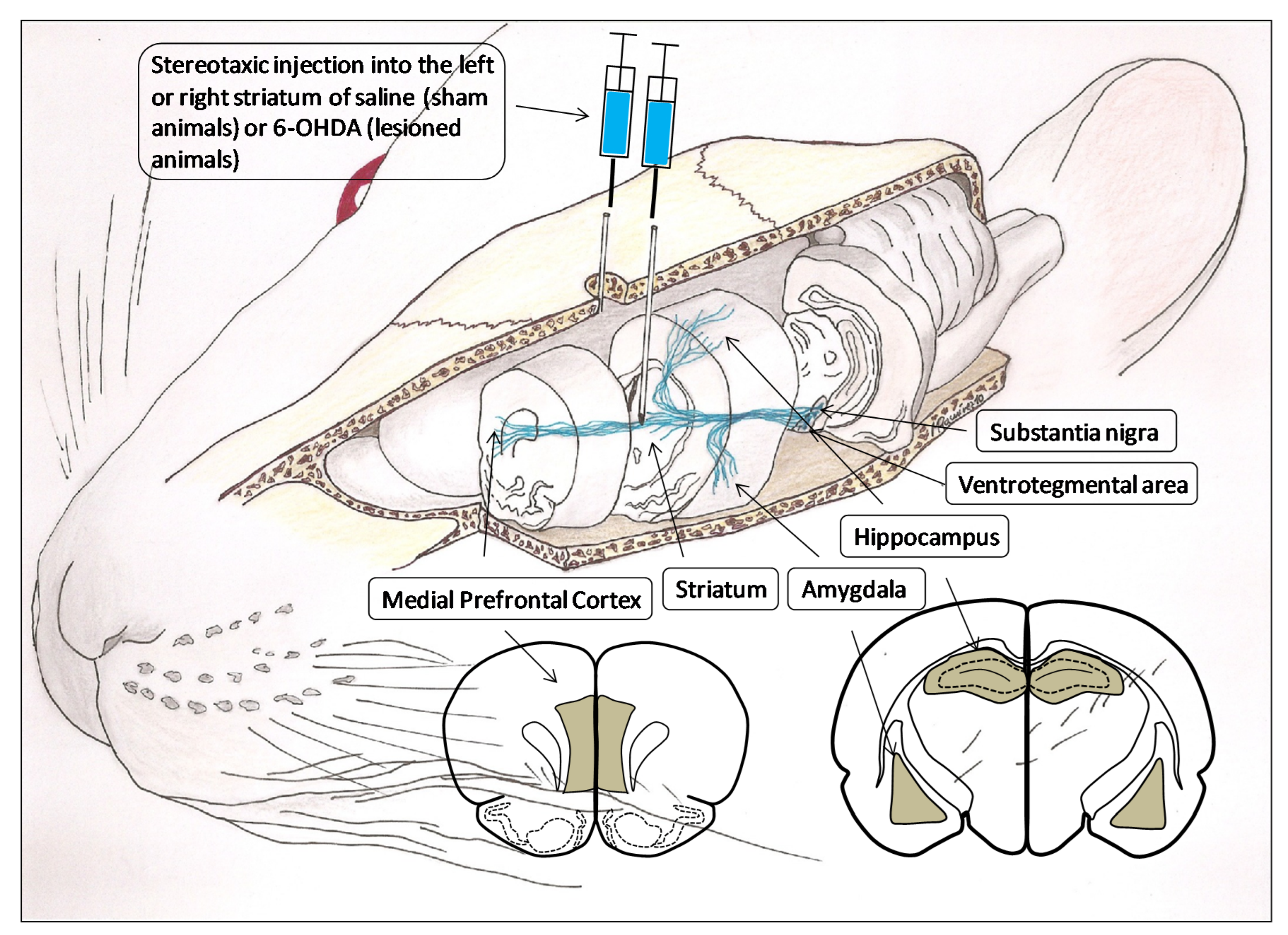 Biomedicines 10 00326 g001