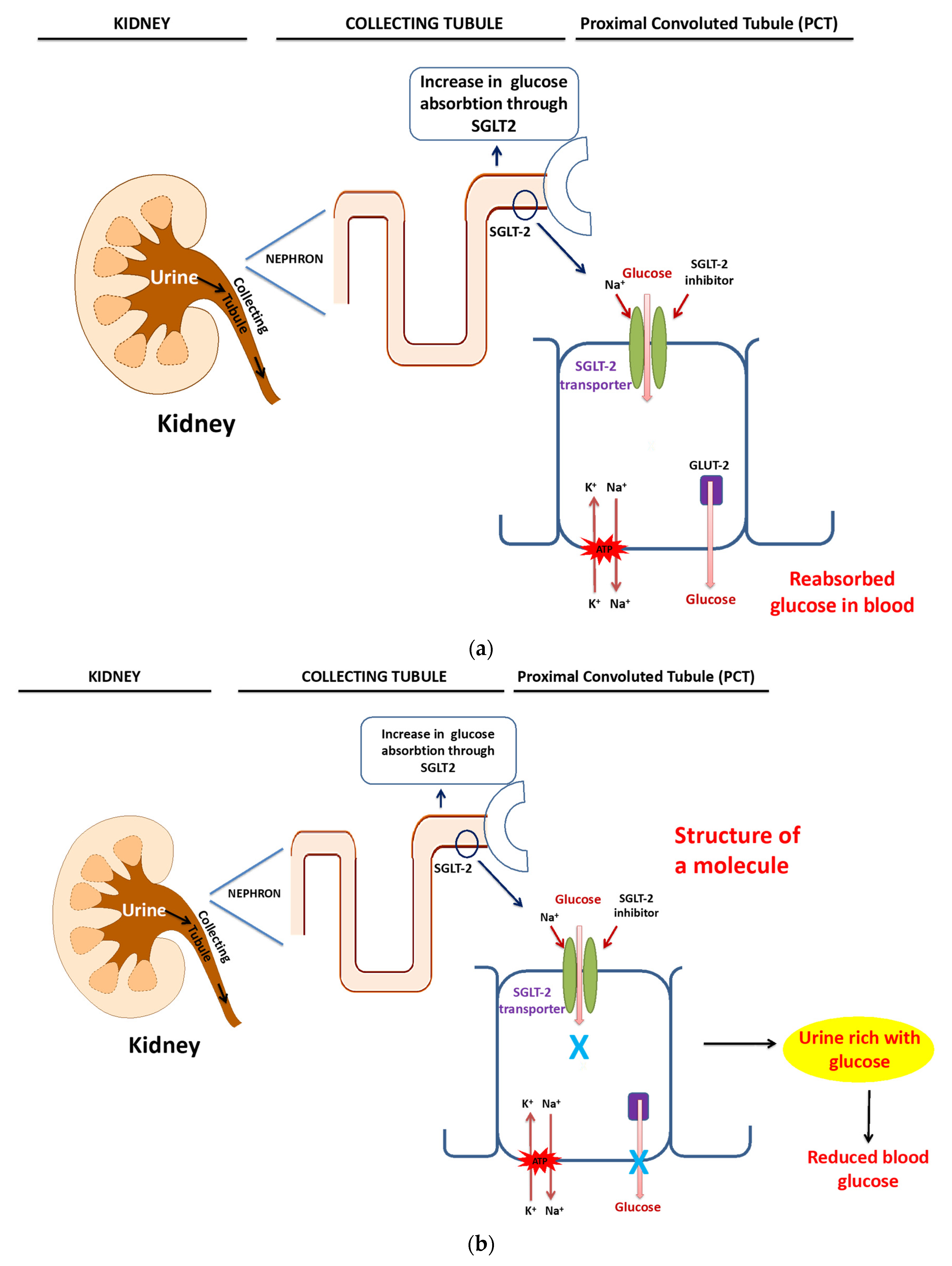 Biomedicines 10 00331 g001 Biomedicines 10 00331 g001