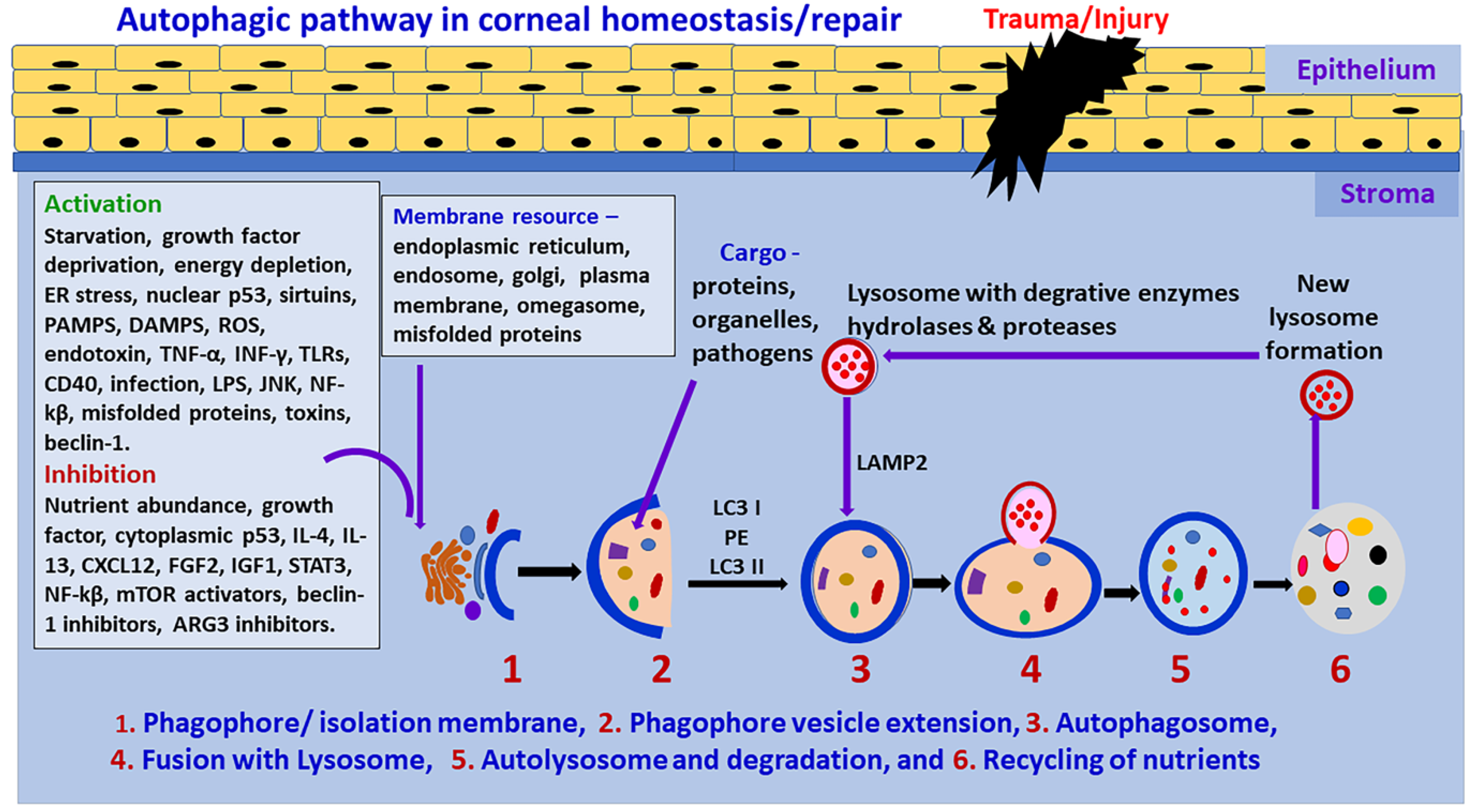 Biomedicines 10 00339 g001