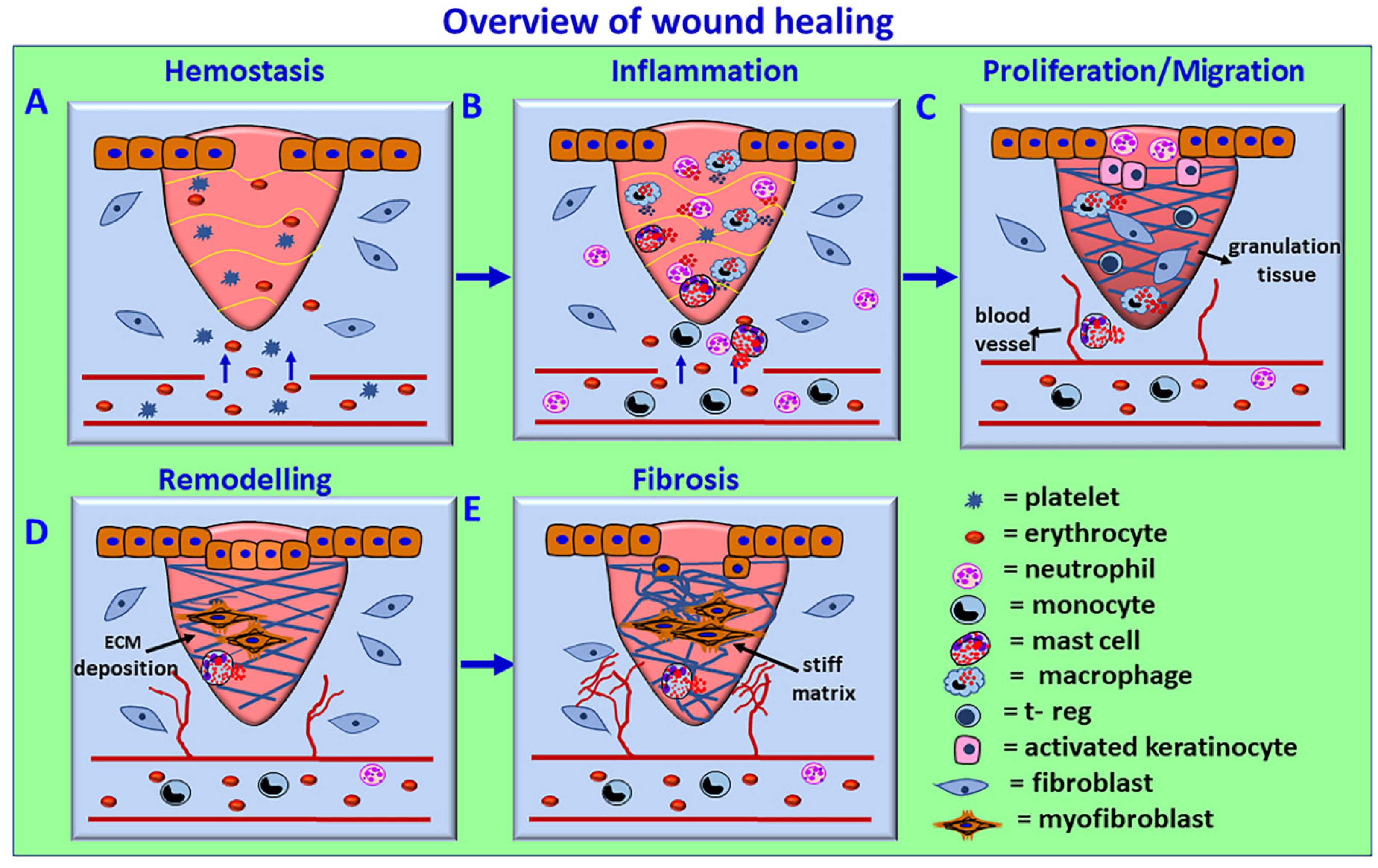 Biomedicines 10 00339 g003