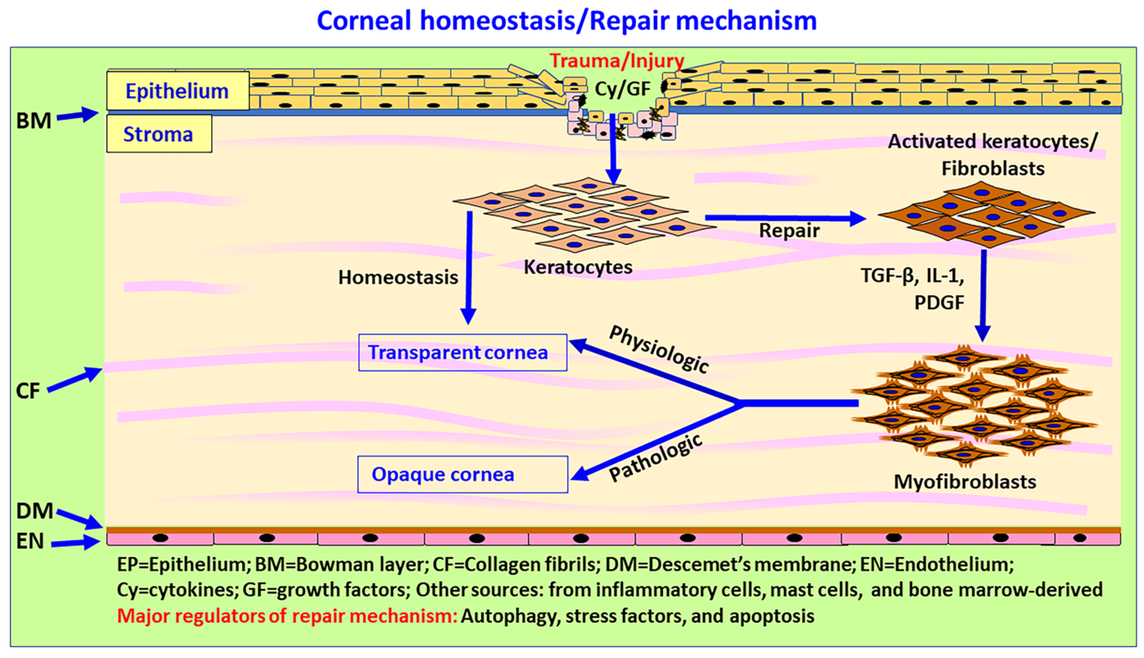 Biomedicines 10 00339 g004