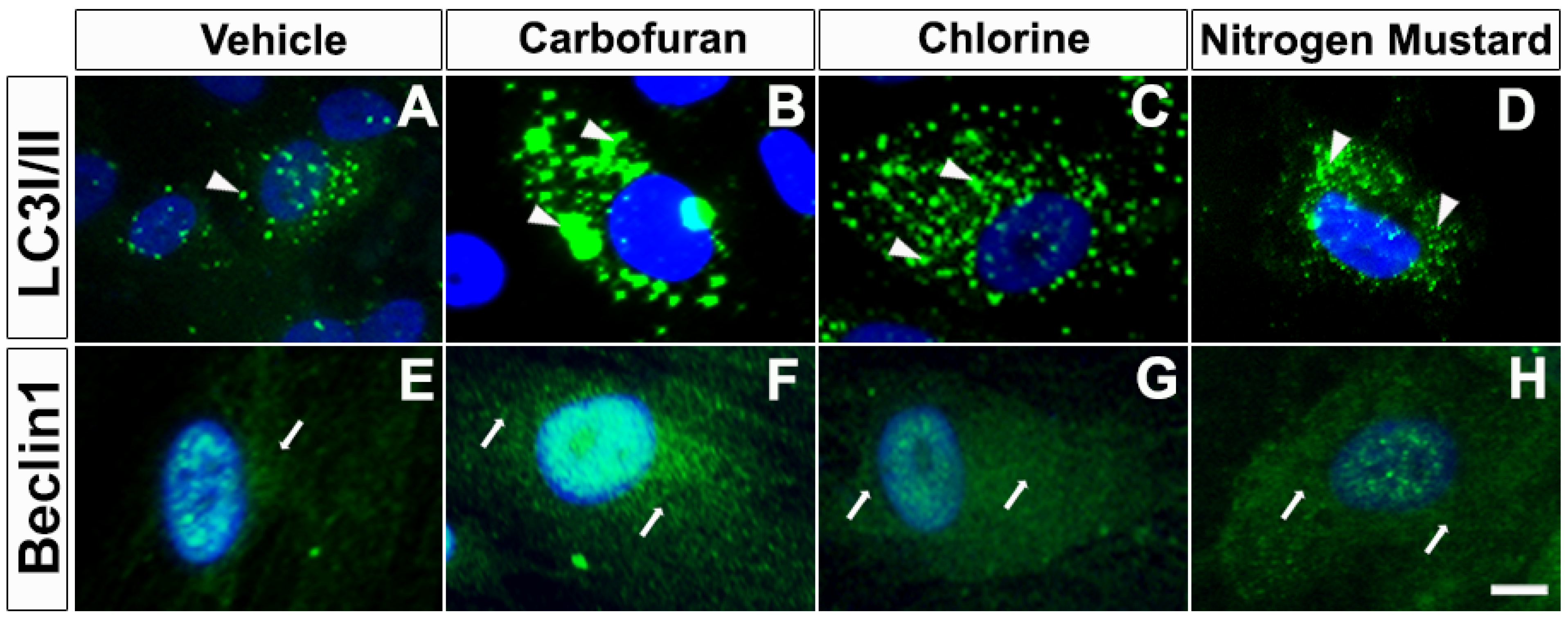 Biomedicines 10 00339 g005
