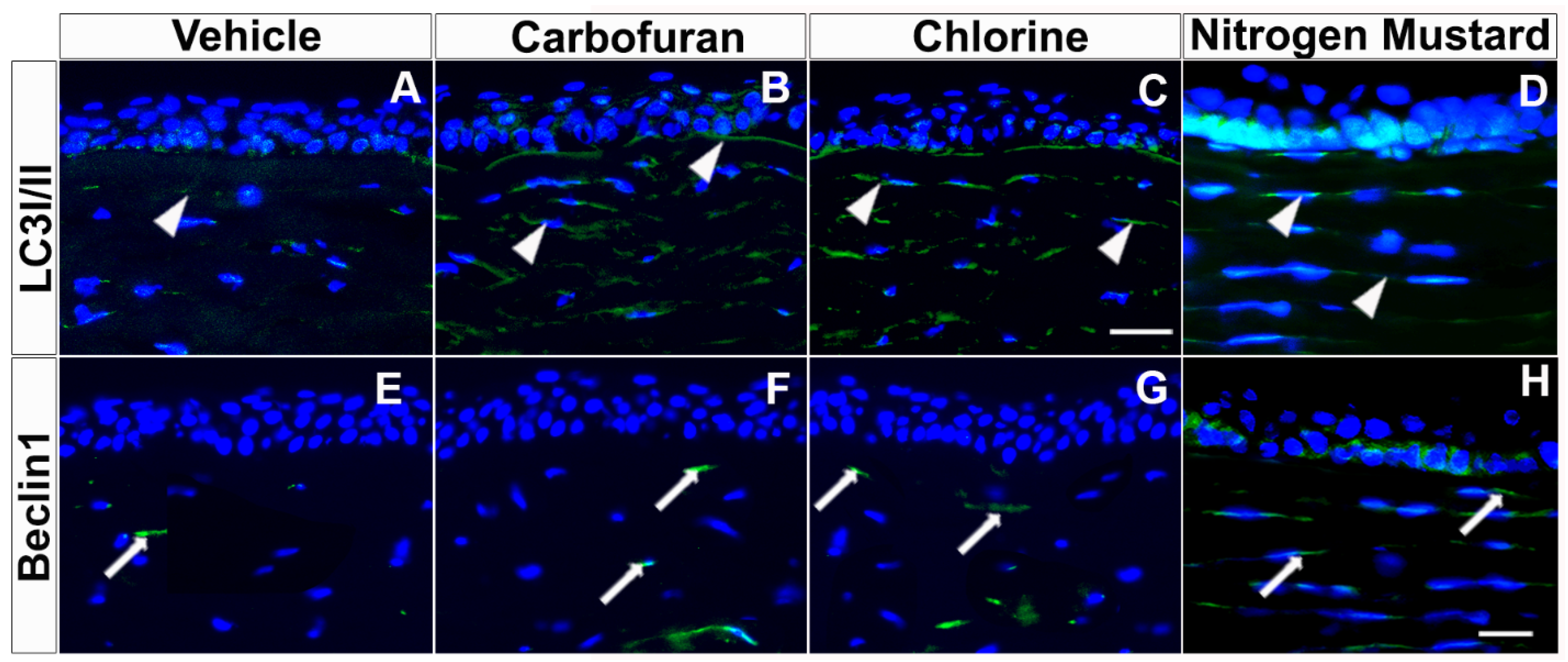 Biomedicines 10 00339 g007