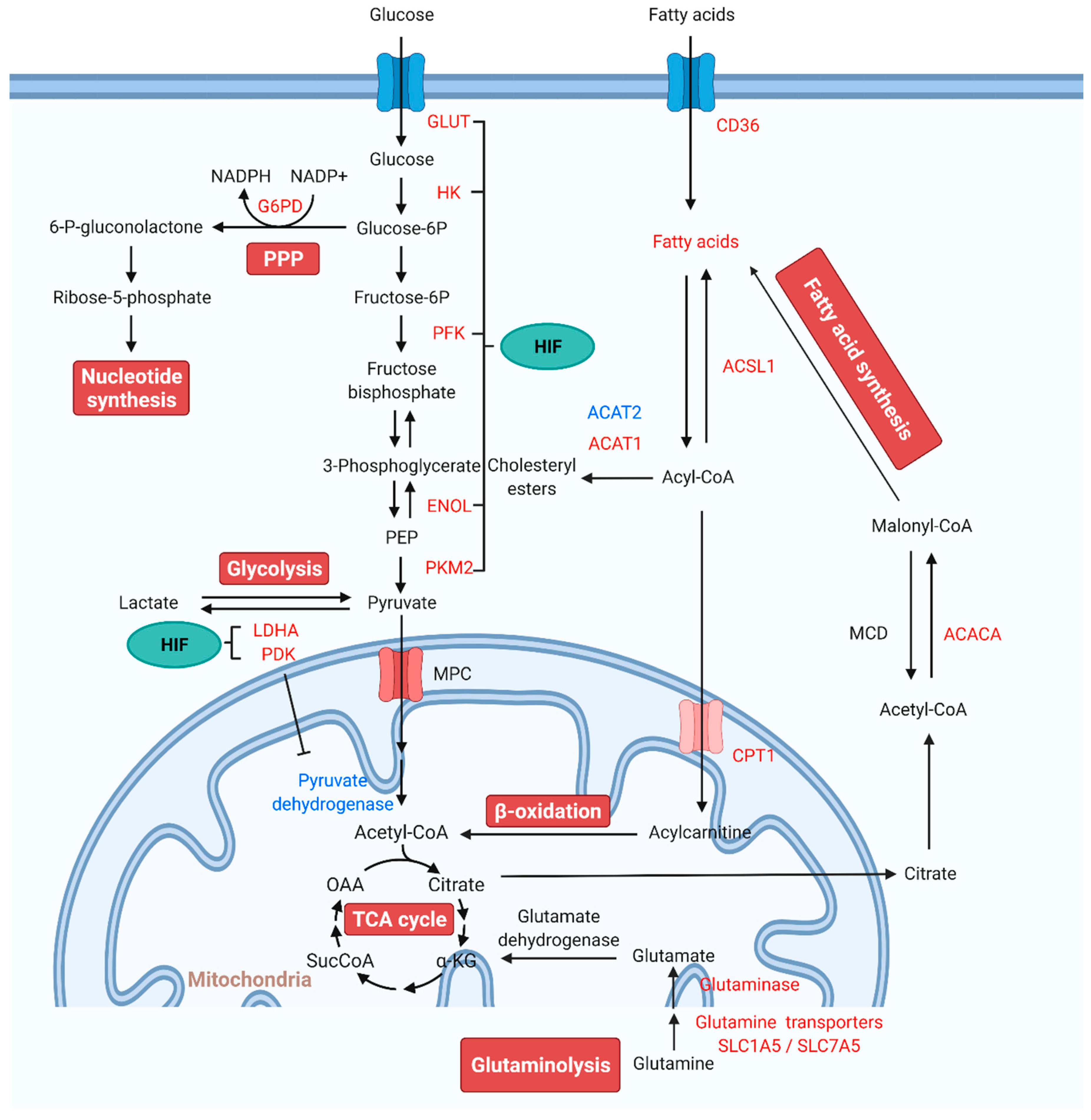 Biomedicines 10 00341 g001 Biomedicines 10 00341 g001