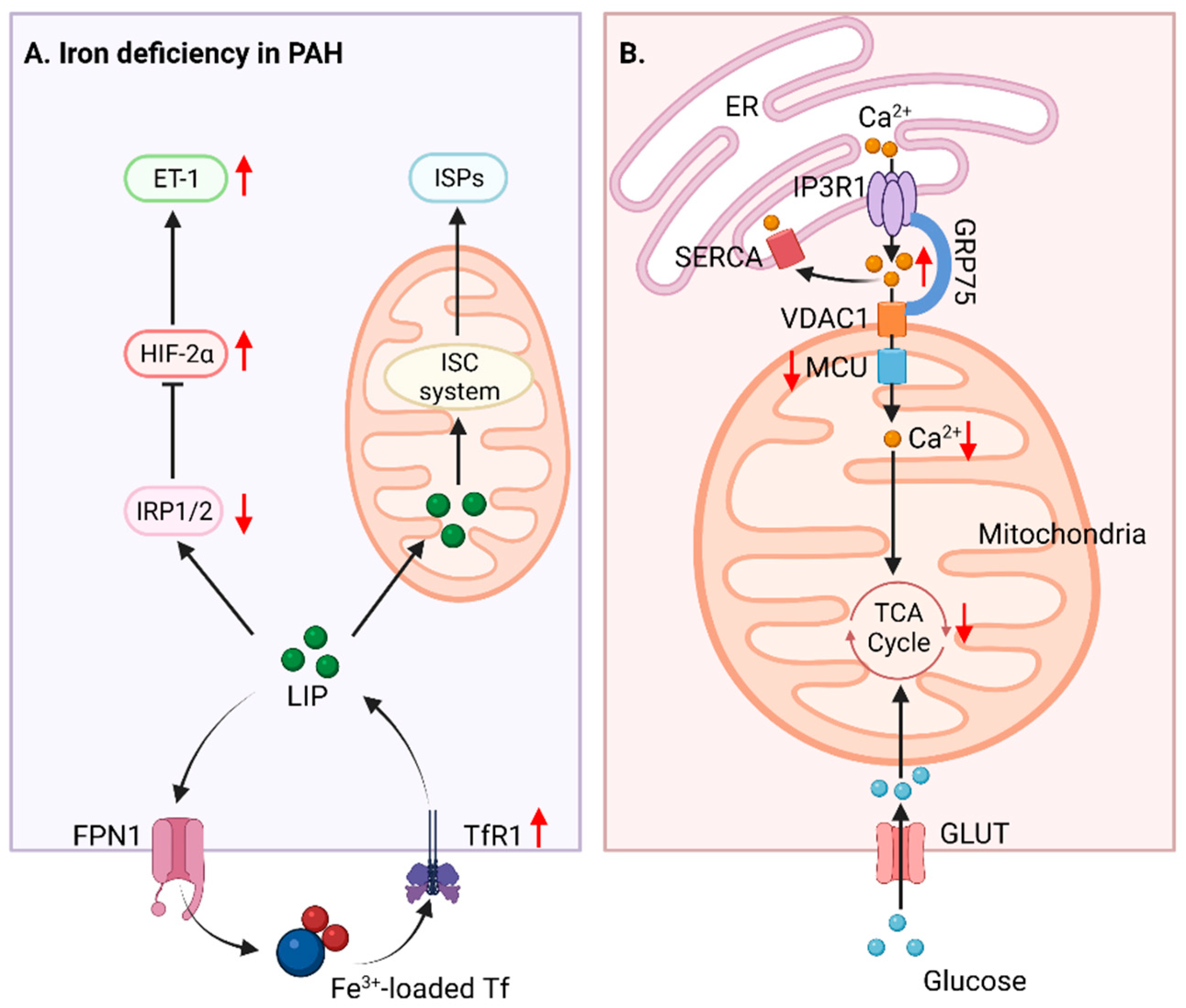 Biomedicines 10 00341 g003 Biomedicines 10 00341 g003