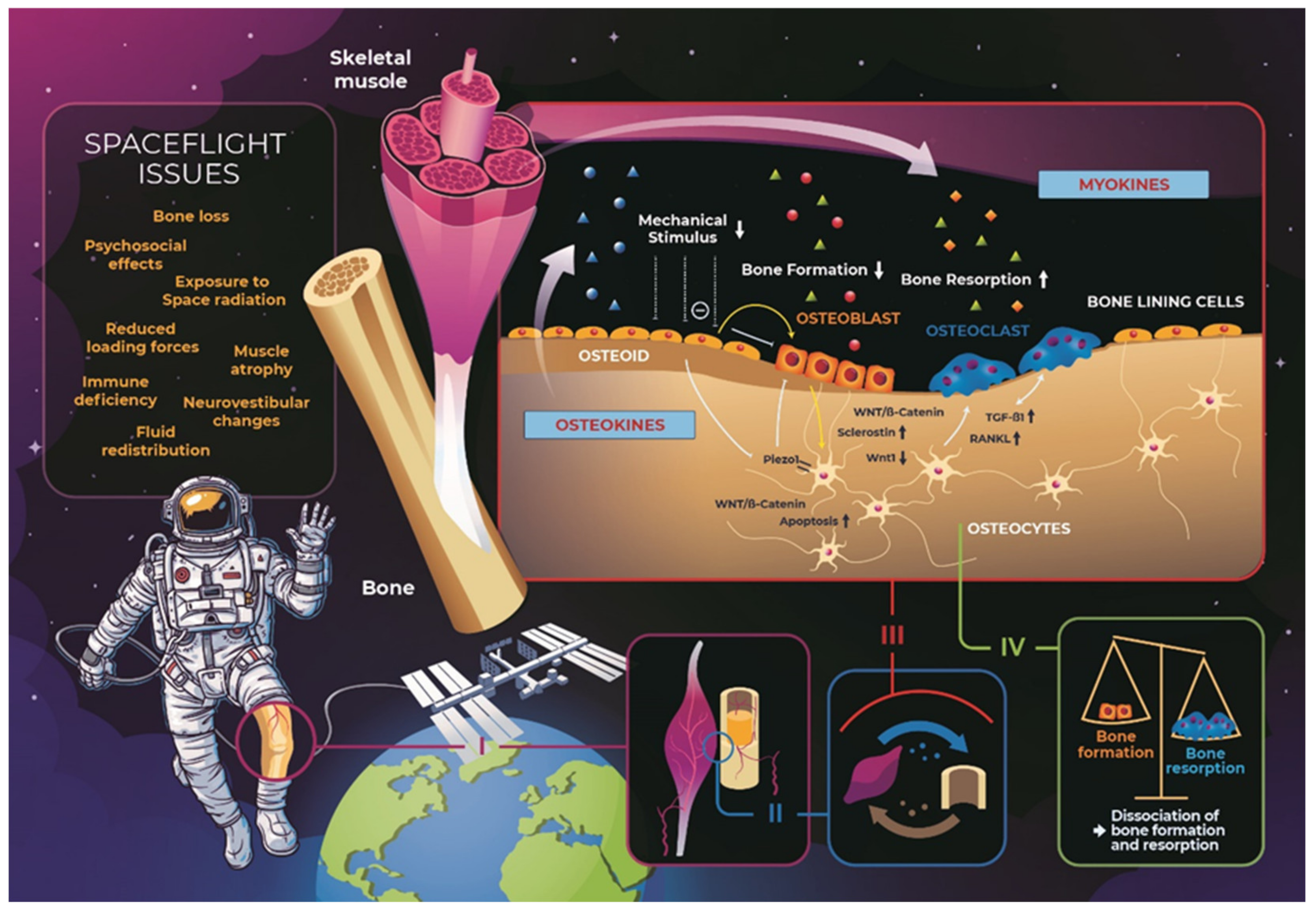Biomedicines 10 00342 g001 550