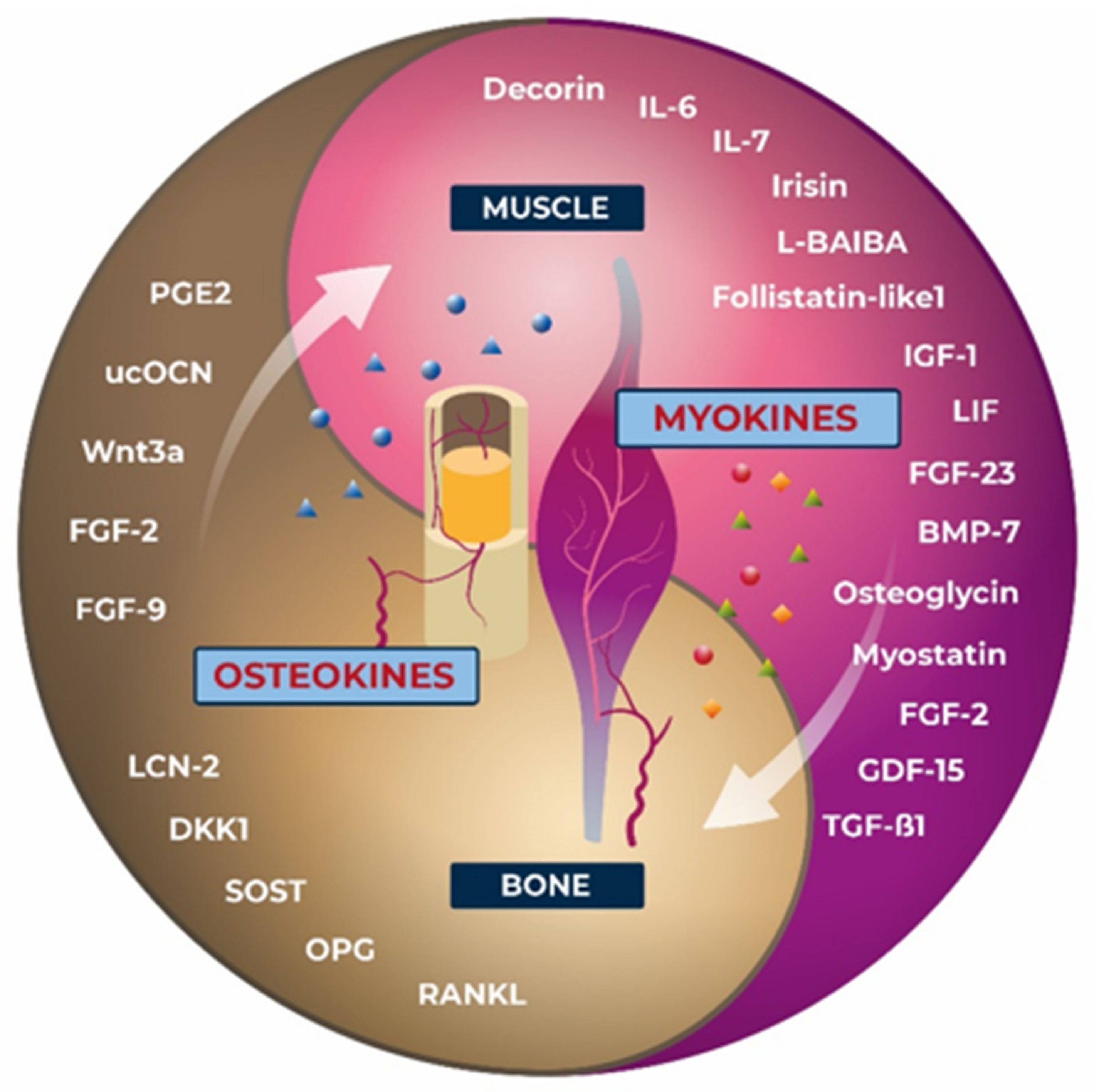Biomedicines 10 00342 g002 550