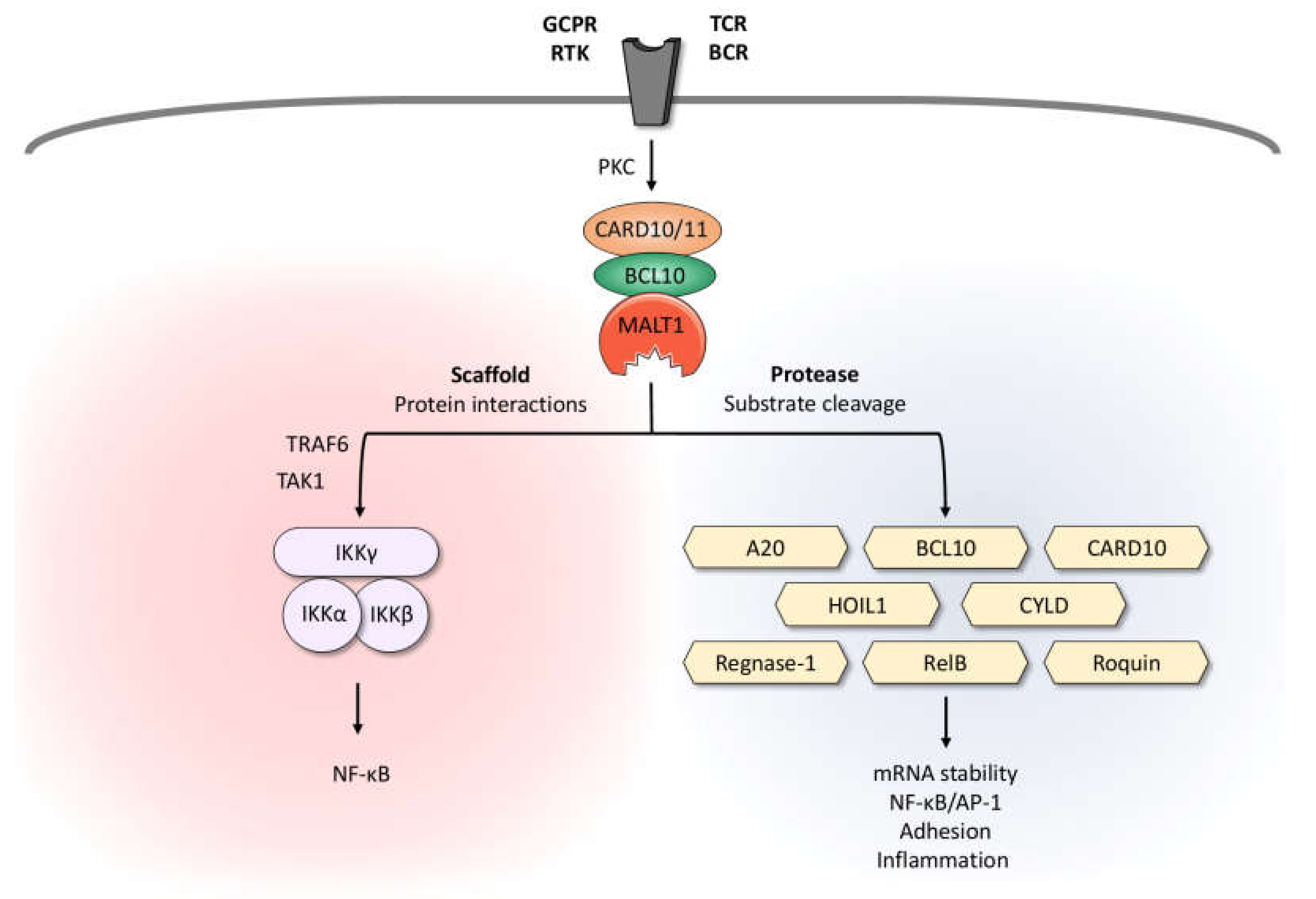 Biomedicines 10 00344 g001 Biomedicines 10 00344 g001