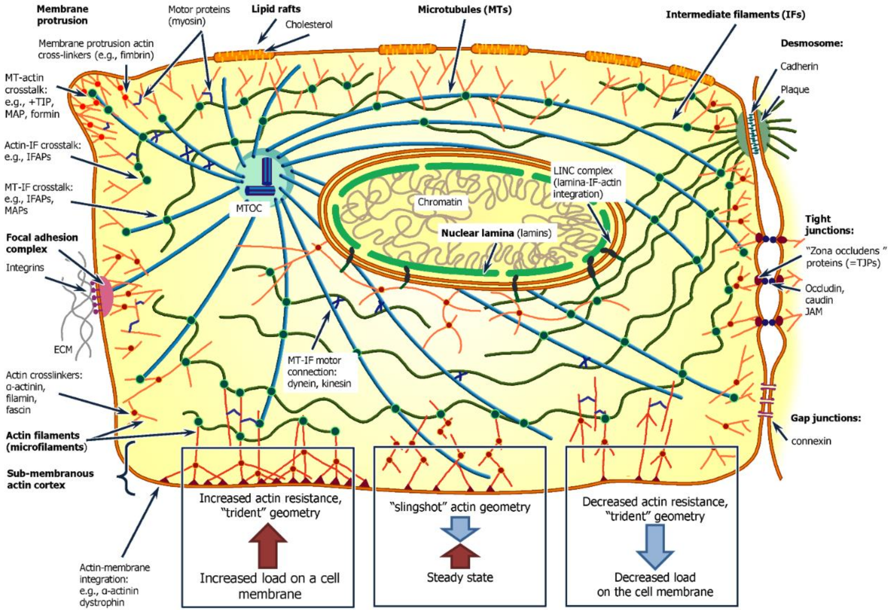 Organizing and Disorganizing Resonances of Microtubules, Stem