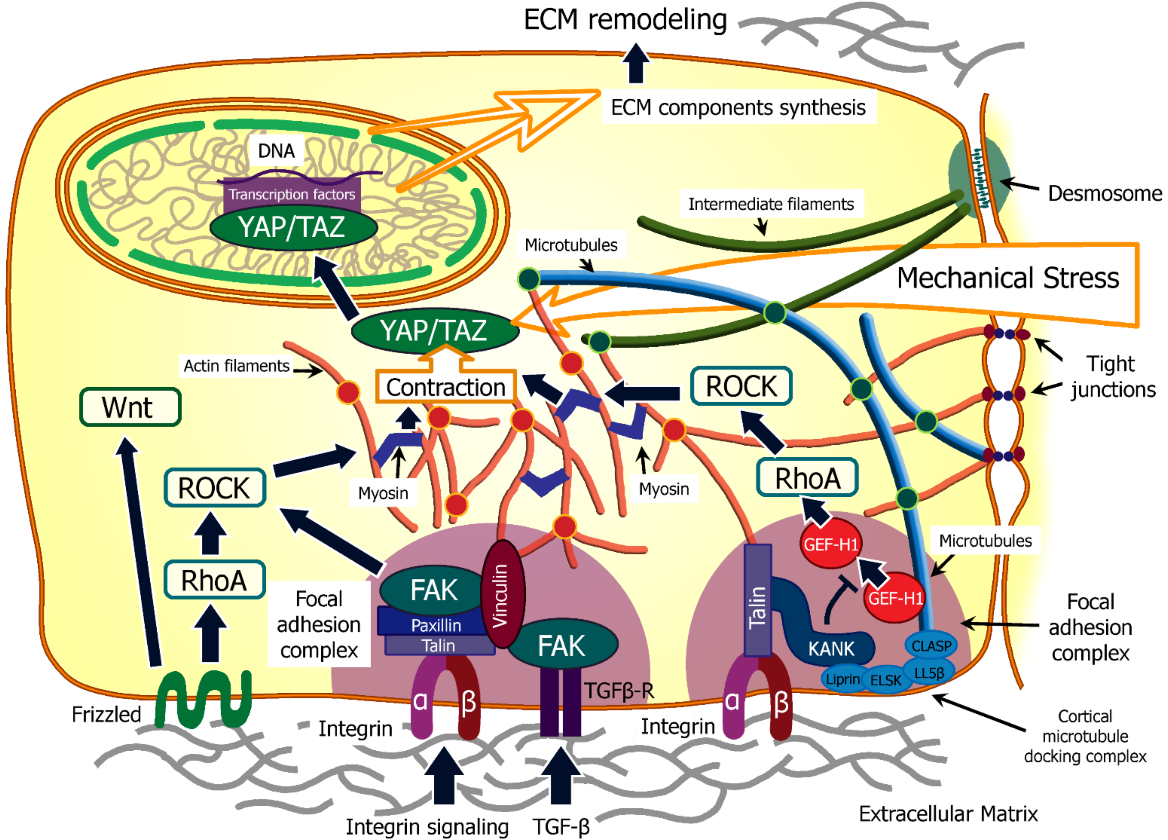 Biomedicines 10 00345 g002 Biomedicines 10 00345 g002