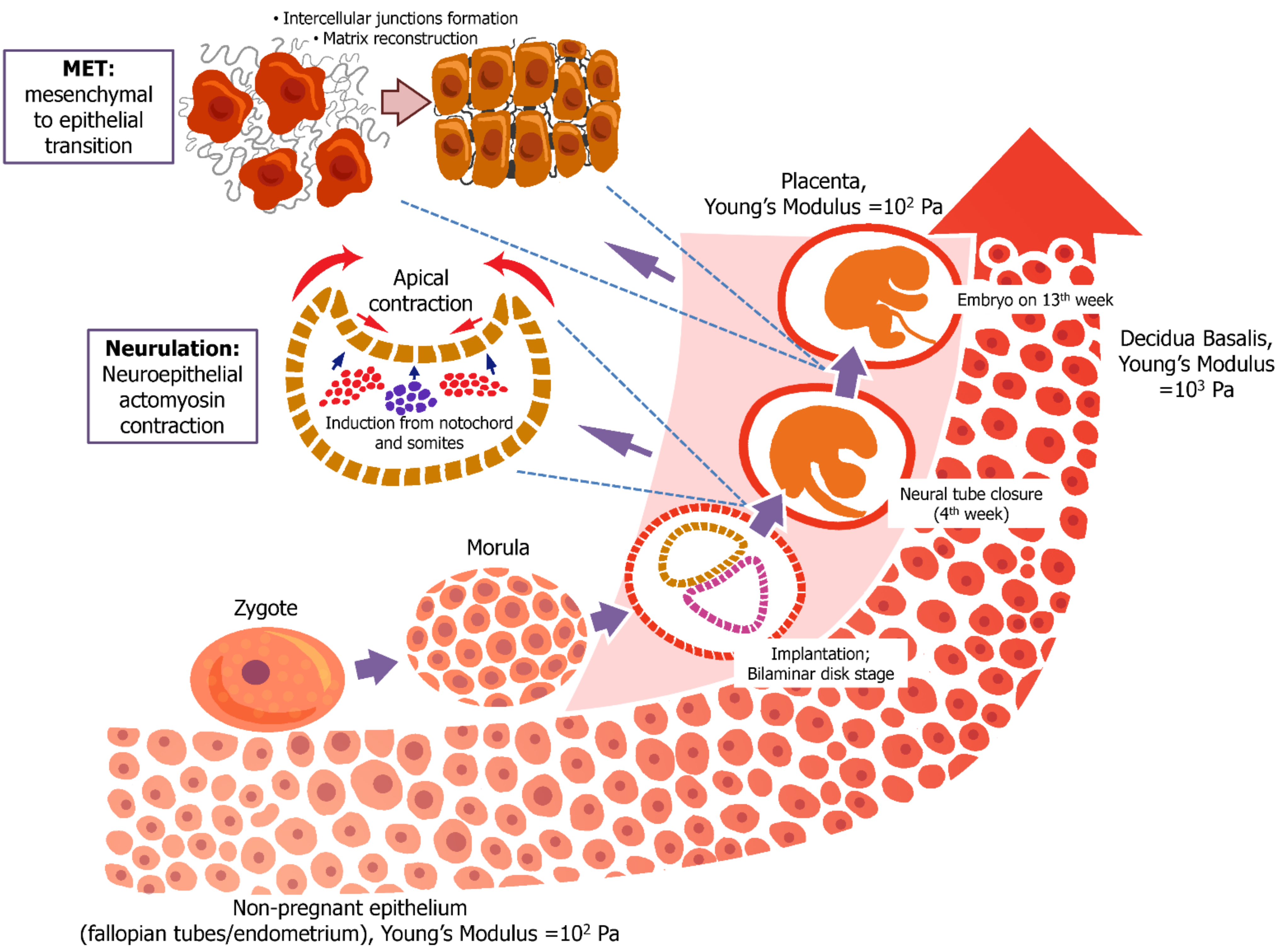 Biomedicines 10 00345 g004 Biomedicines 10 00345 g004