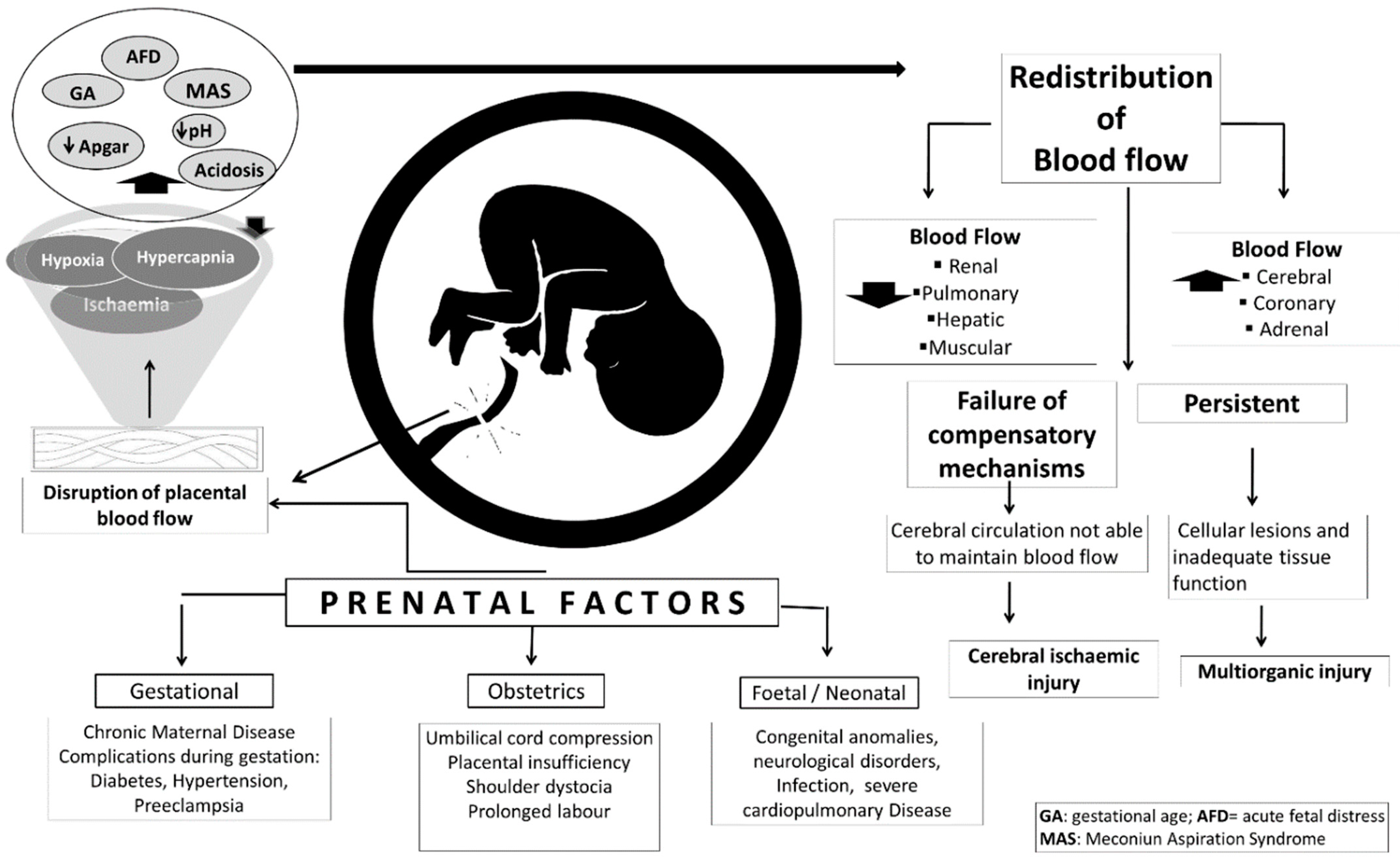 Effects of electrical muscle stimulation on cerebral blood flow, BMC  Neuroscience