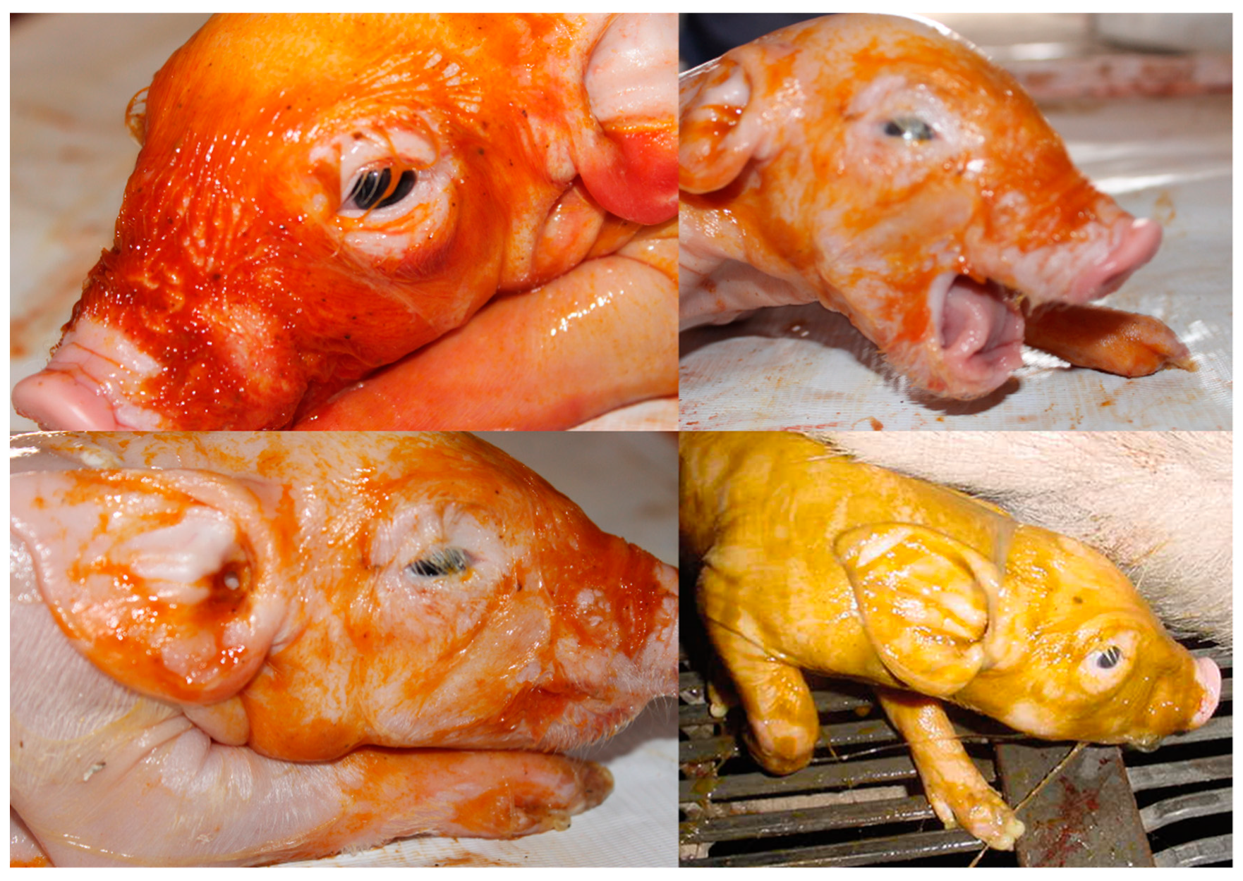 Biomedicines 10 00347 g003