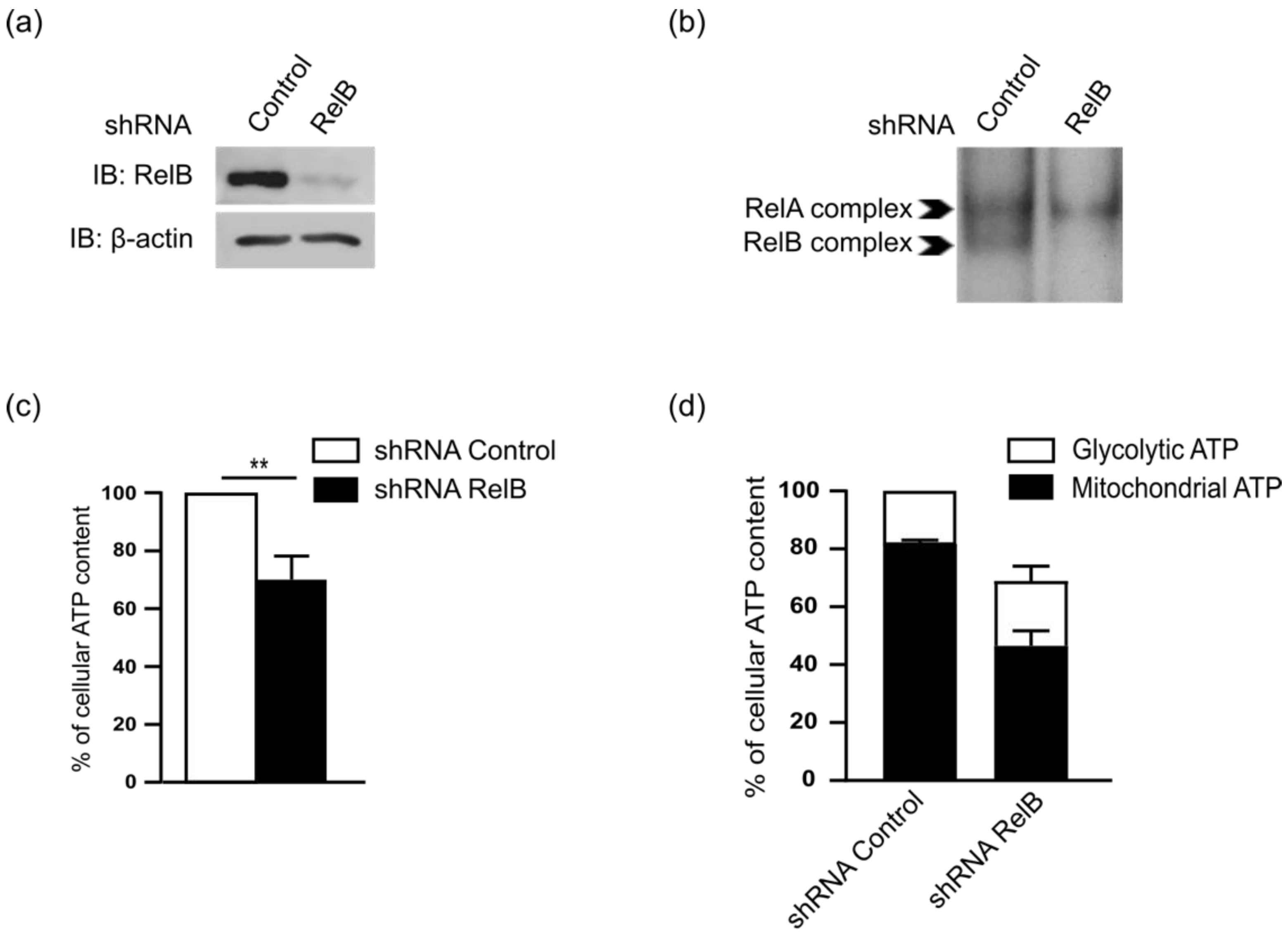Biomedicines 10 00348 g002 Biomedicines 10 00348 g002