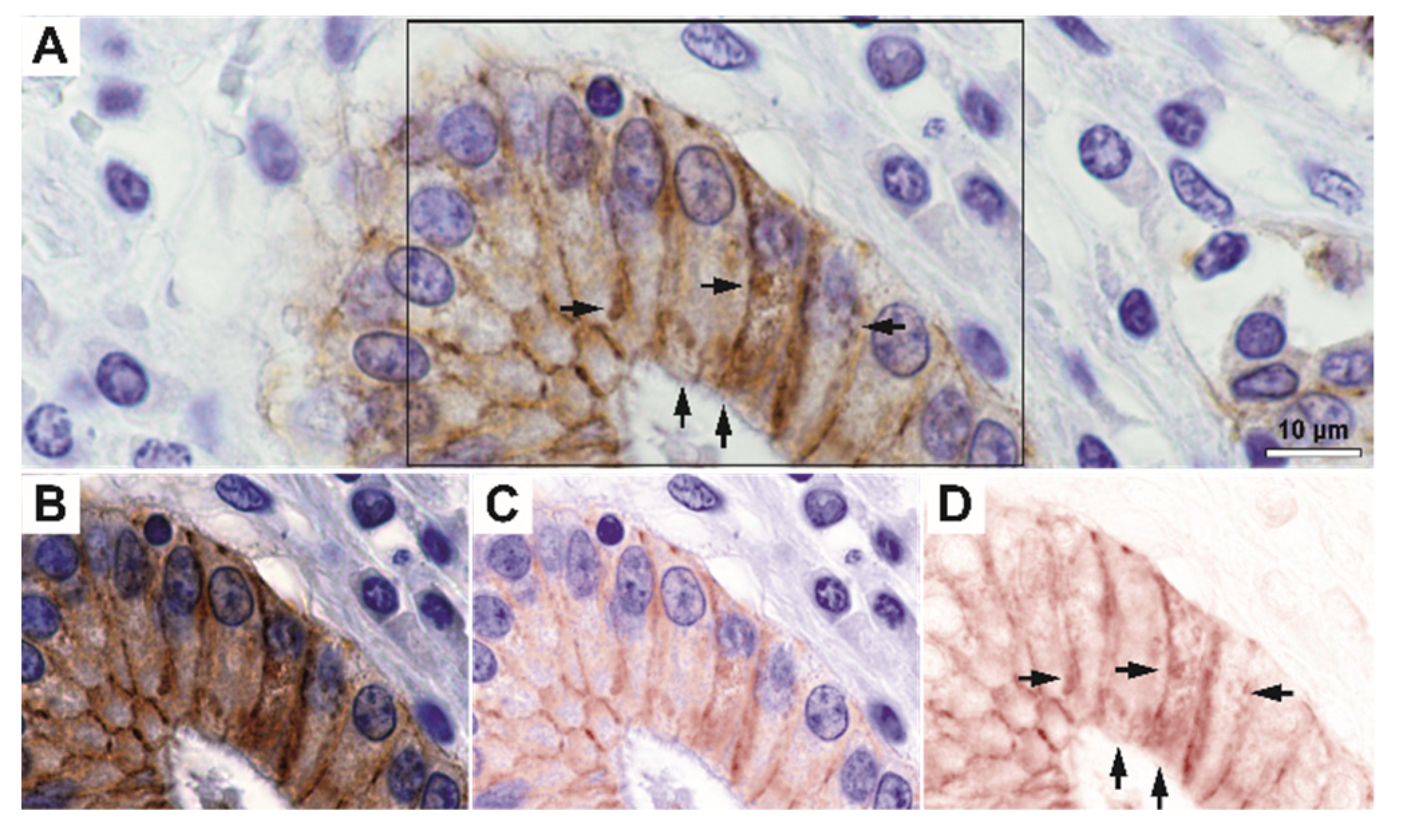 Biomedicines 10 00349 g002