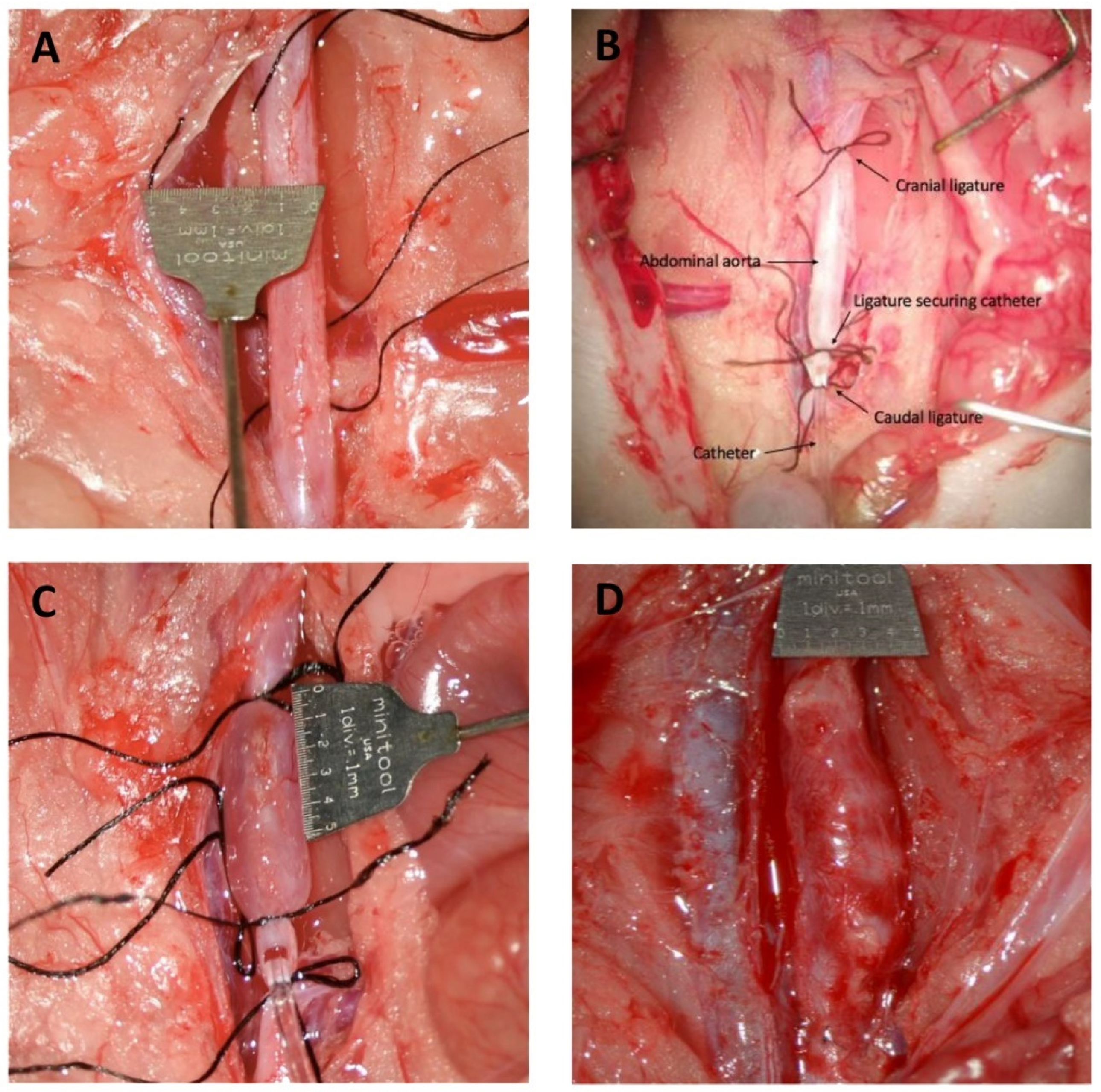 Biomedicines 10 00359 g001 550