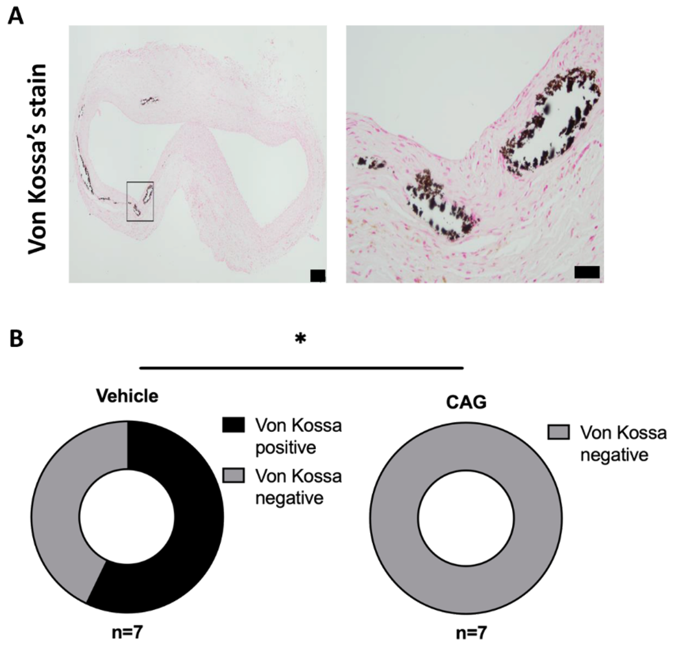 Biomedicines 10 00359 g008 550
