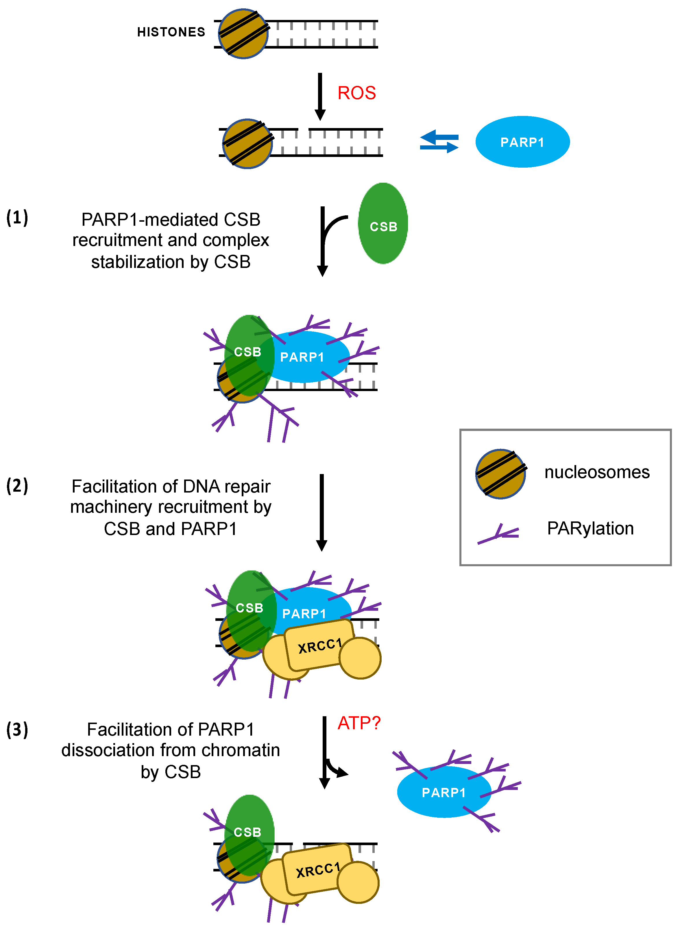 Biomedicines 10 00361 g007 550