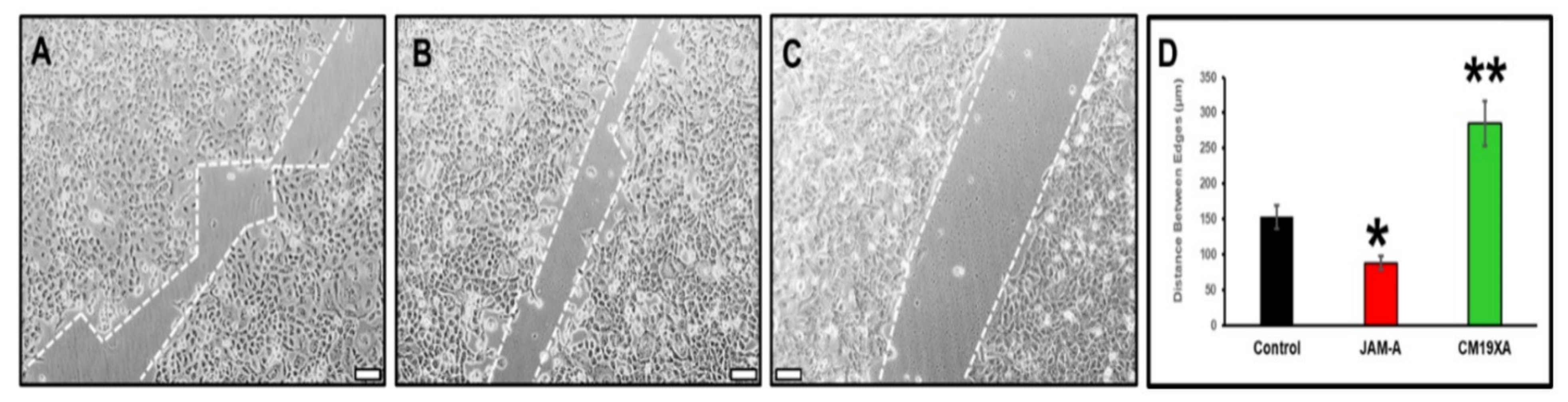 Biomedicines 10 00381 g003