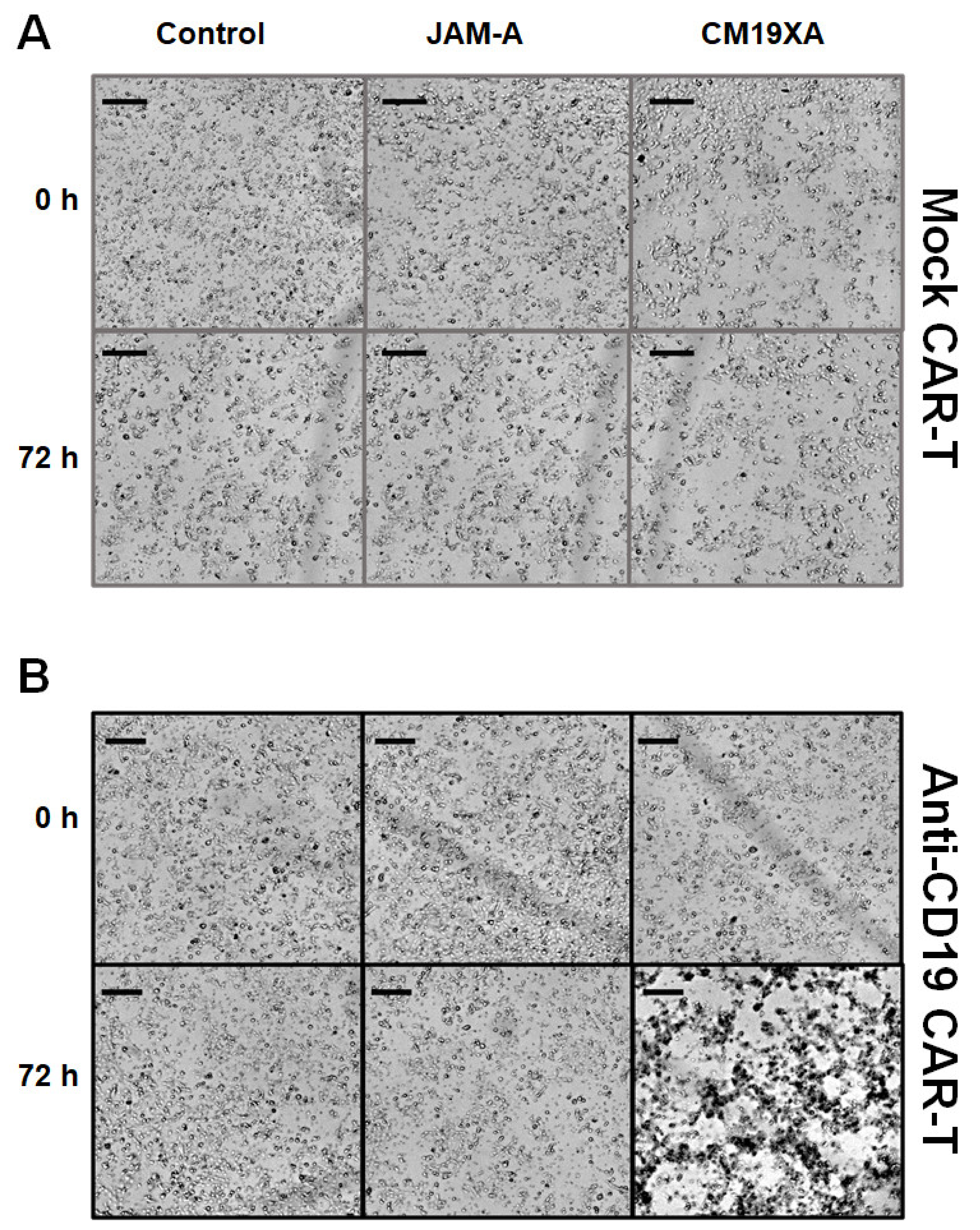 Biomedicines 10 00381 g006