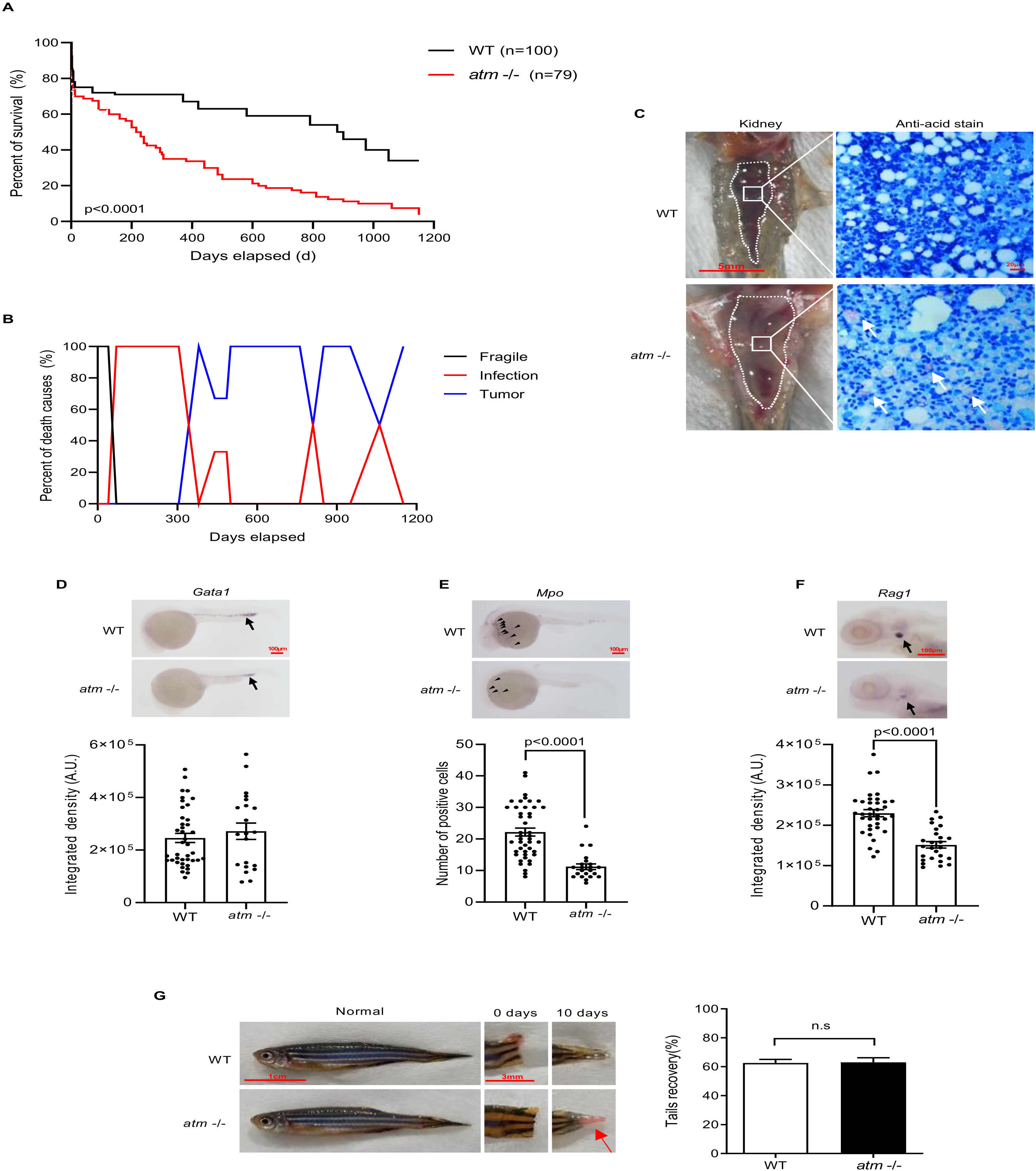 Biomedicines 10 00392 g003