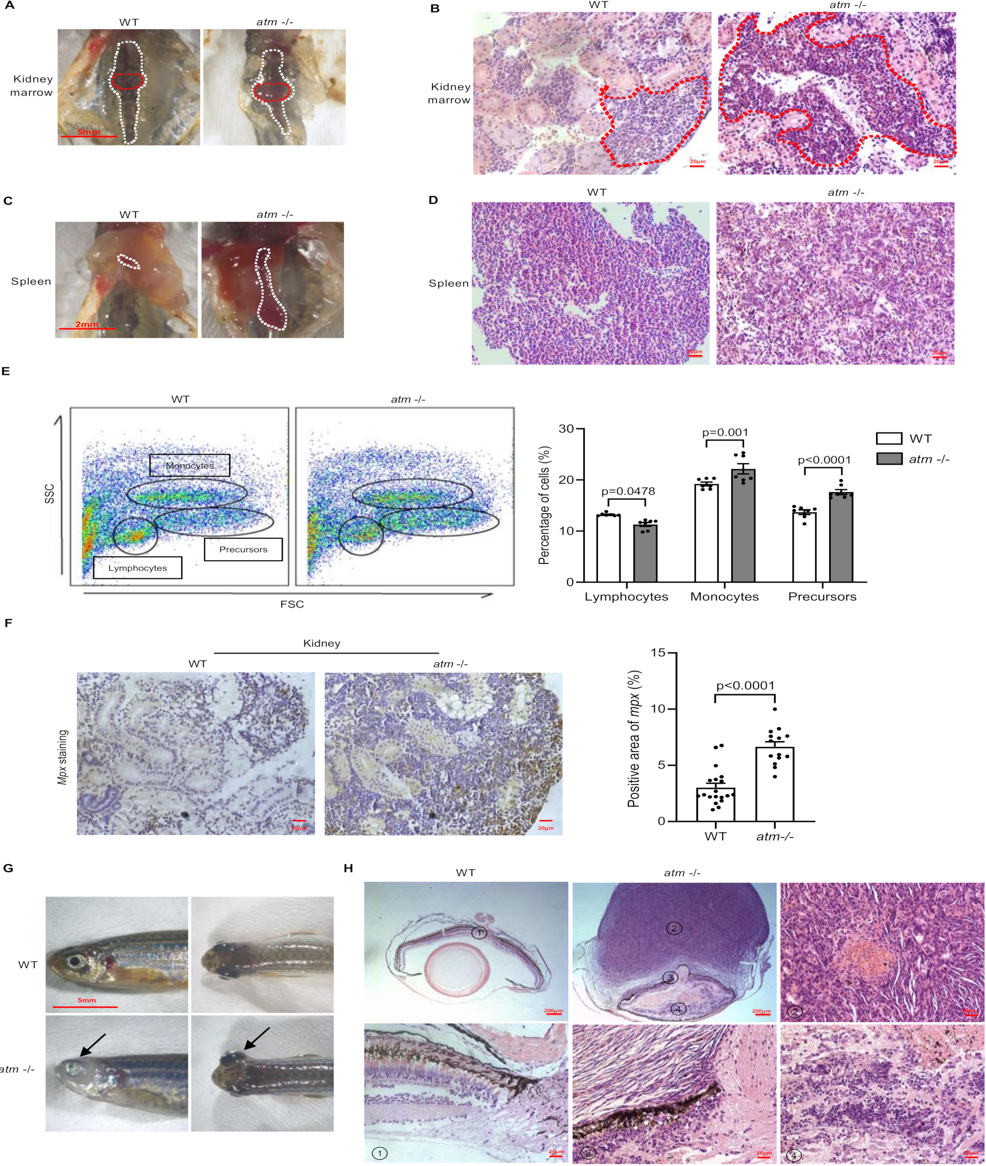 Biomedicines 10 00392 g004