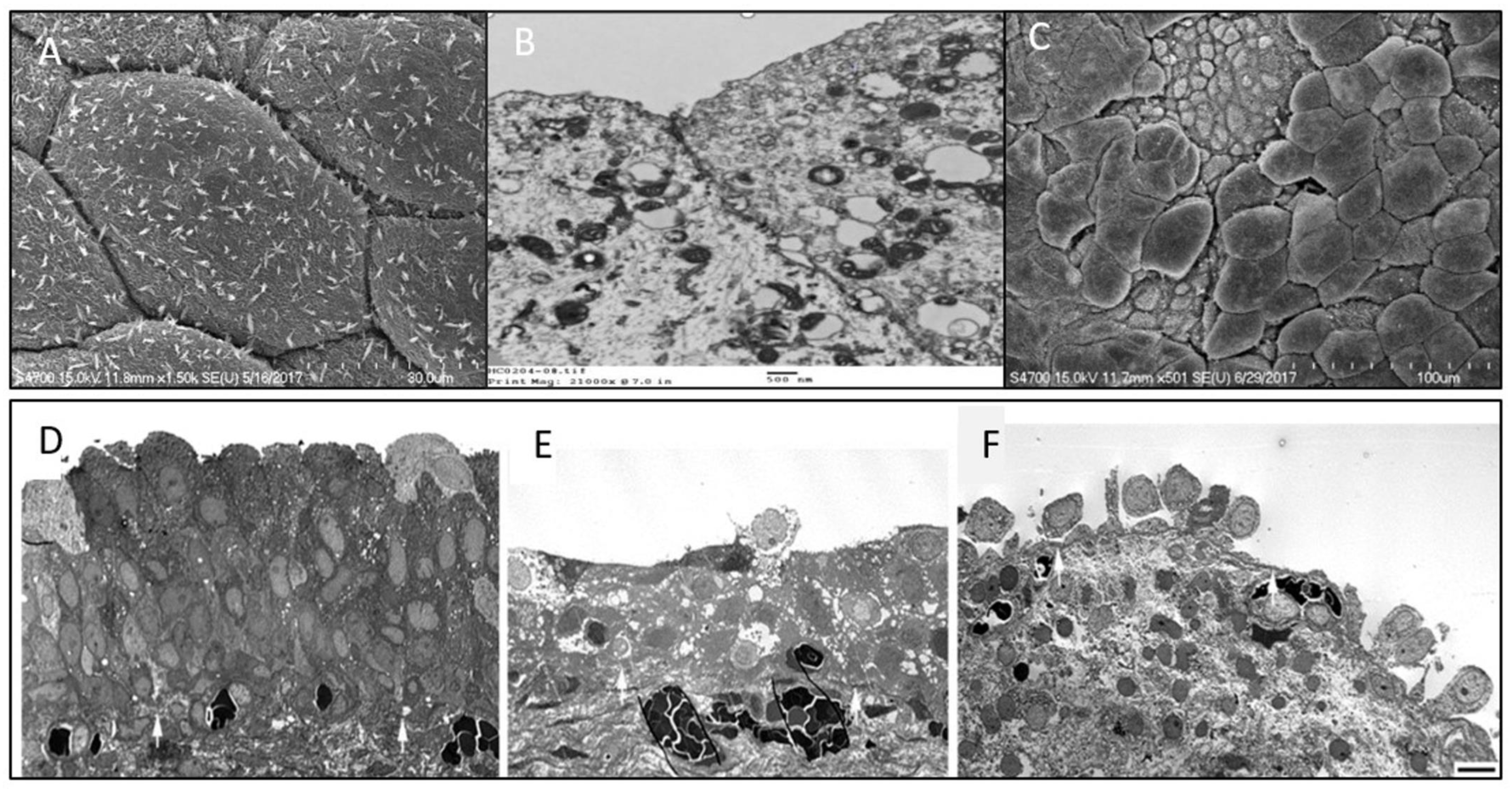 Biomedicines 10 00396 g002 Biomedicines 10 00396 g002