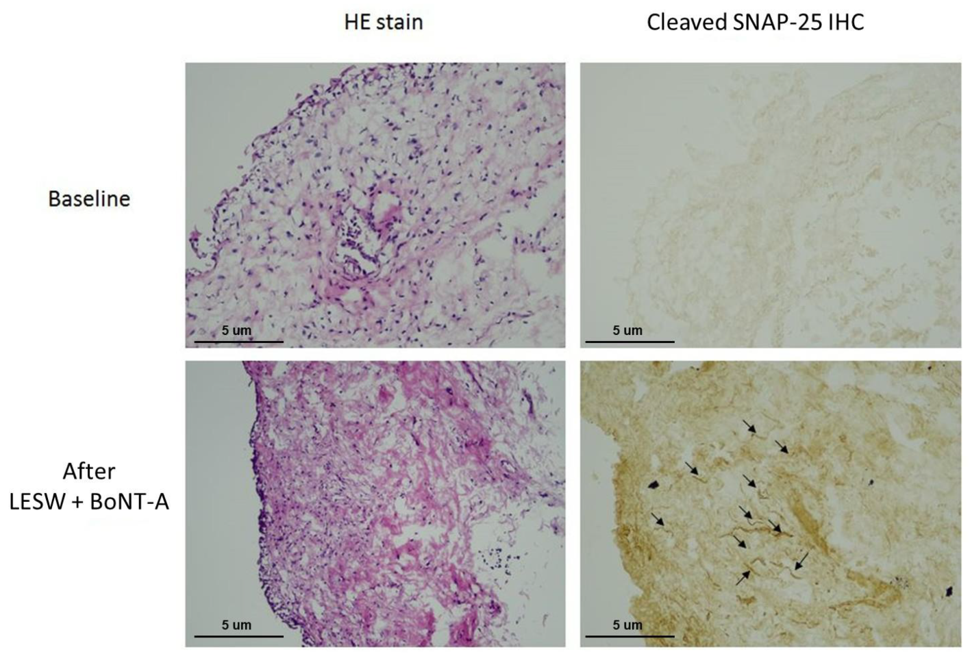 Biomedicines 10 00396 g004 Biomedicines 10 00396 g004