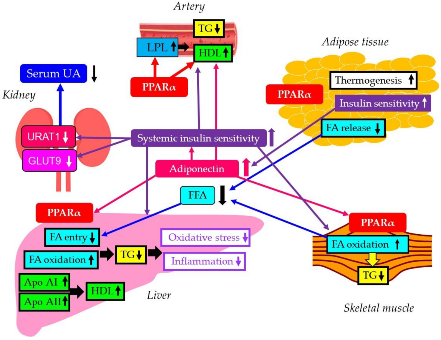 Biomedicines 10 00401 g007 Biomedicines 10 00401 g007