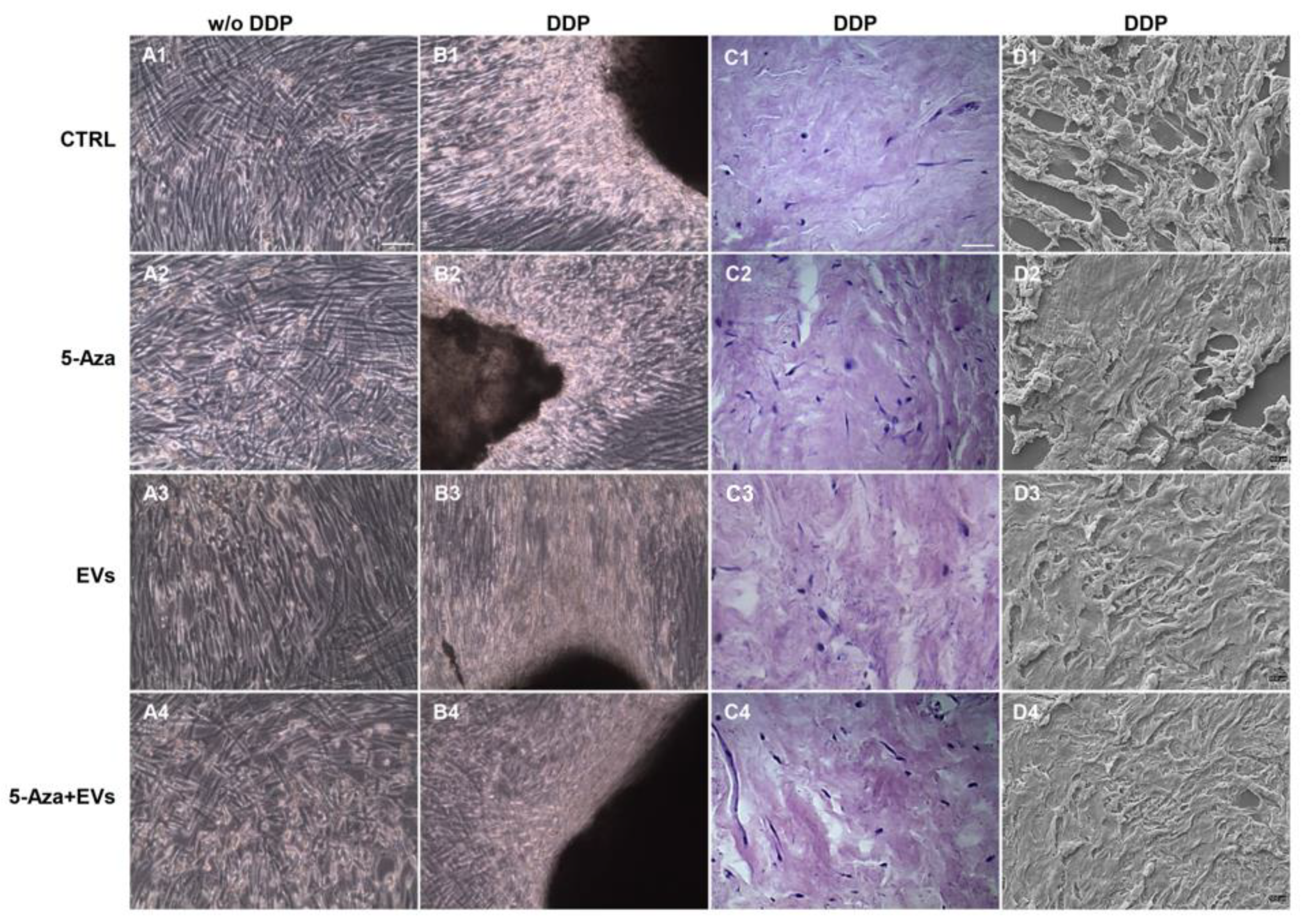 Biomedicines 10 00403 g002 550