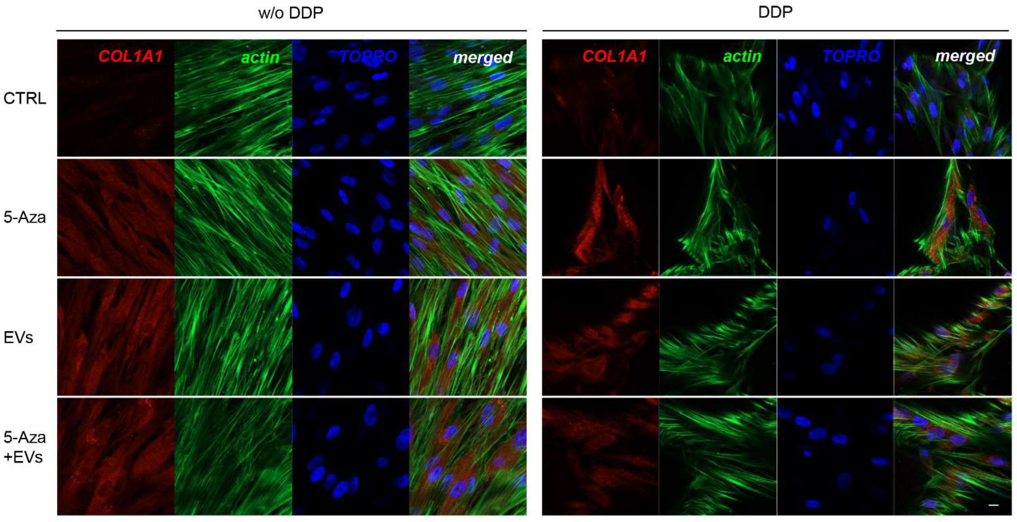 Biomedicines 10 00403 g005 550