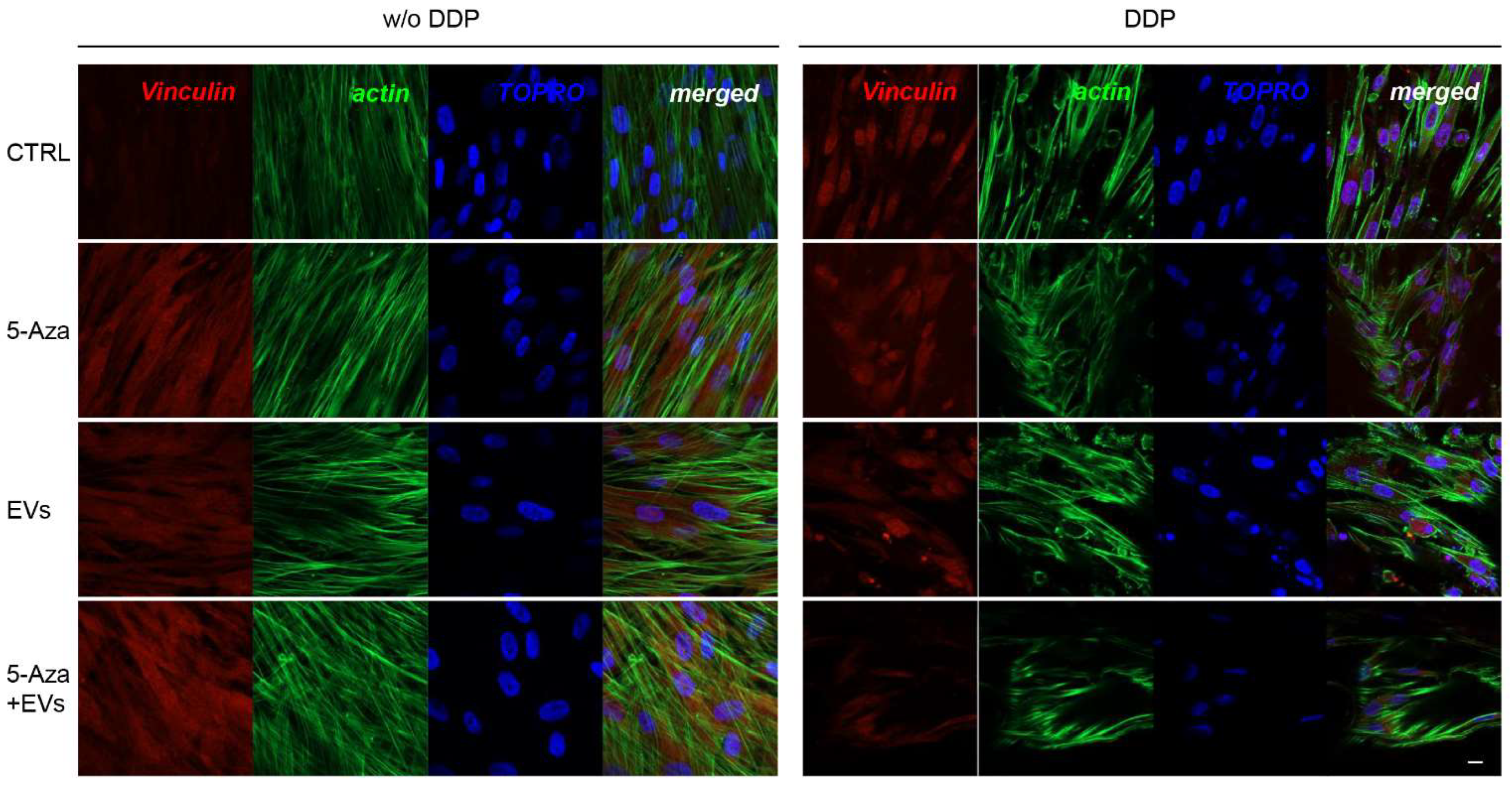 Biomedicines 10 00403 g006 550