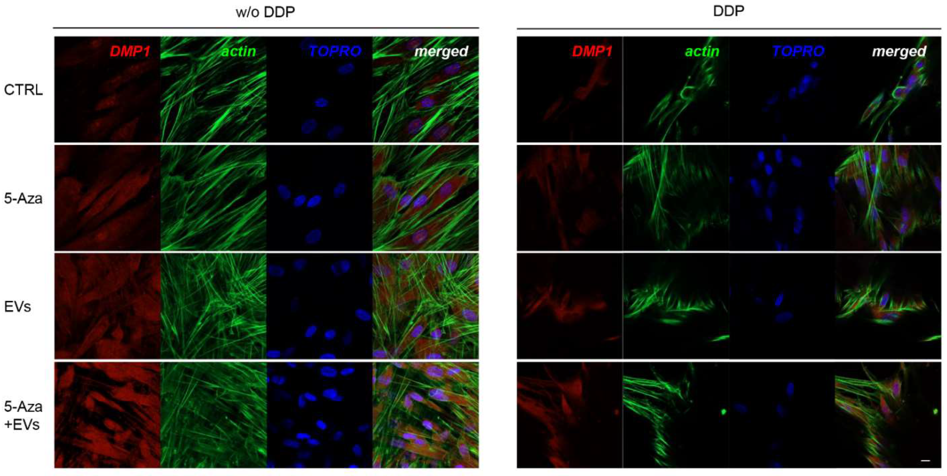 Biomedicines 10 00403 g007 550