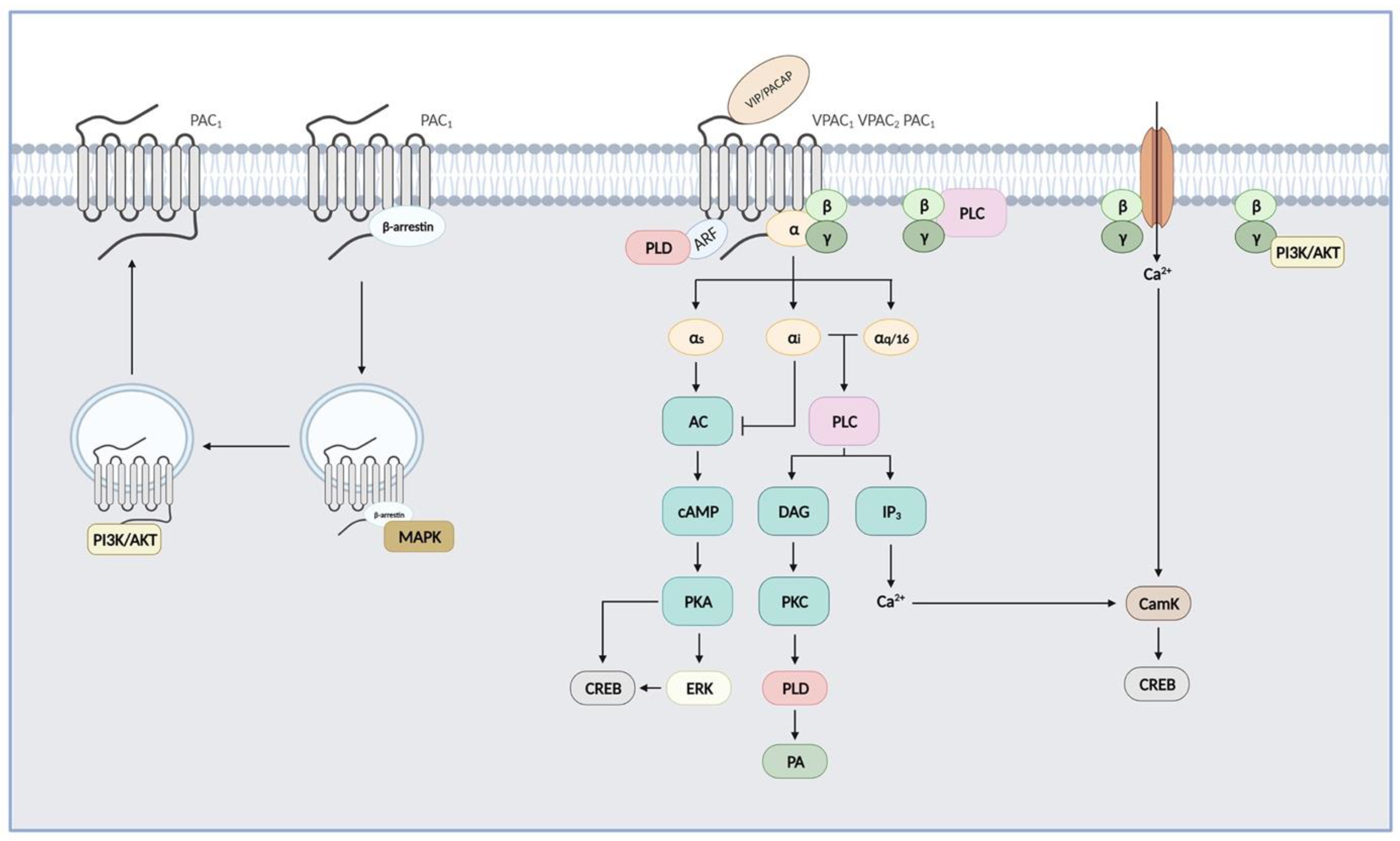 Biomedicines 10 00406 g002 Biomedicines 10 00406 g002